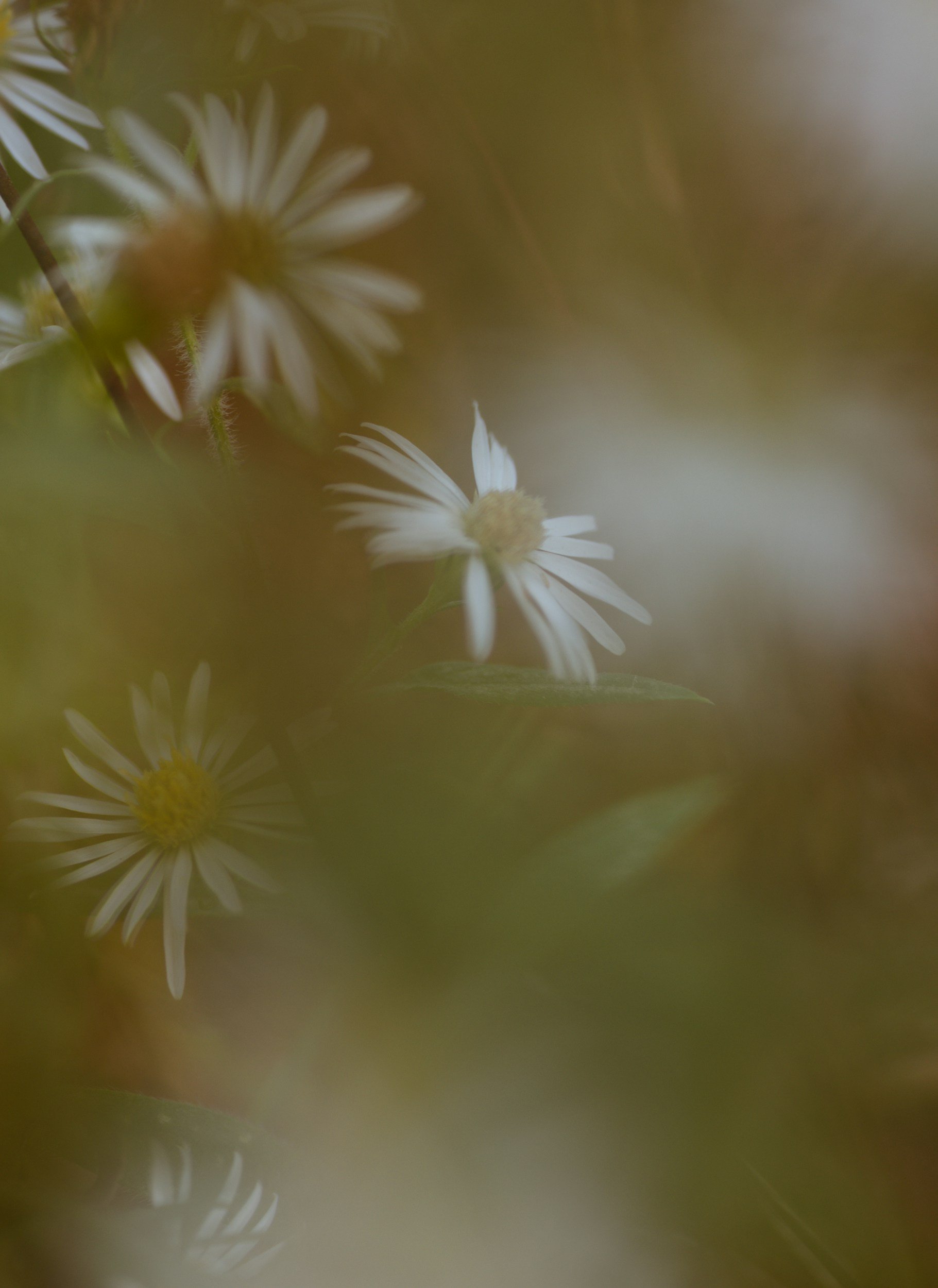 Close-up of white daisies with yellow centers, blurred in a springtime garden scene.