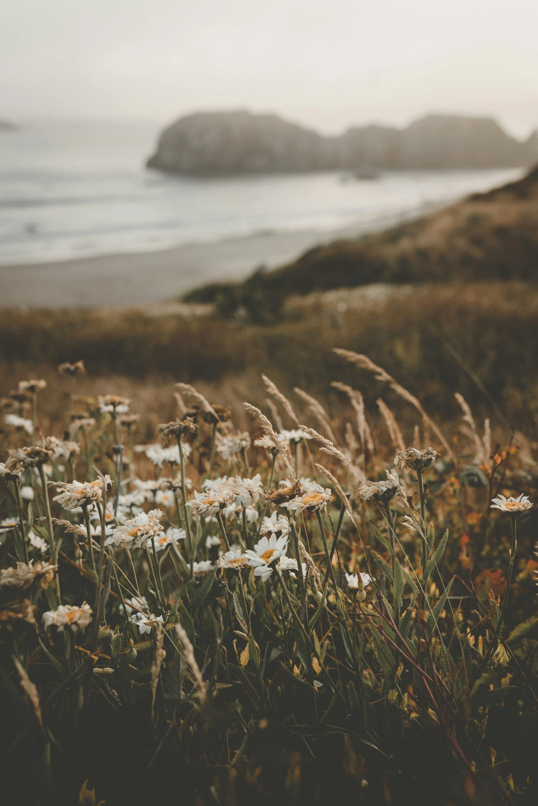 Wildflowers growing in a field near a beach with large land formations in the background, during sunset.