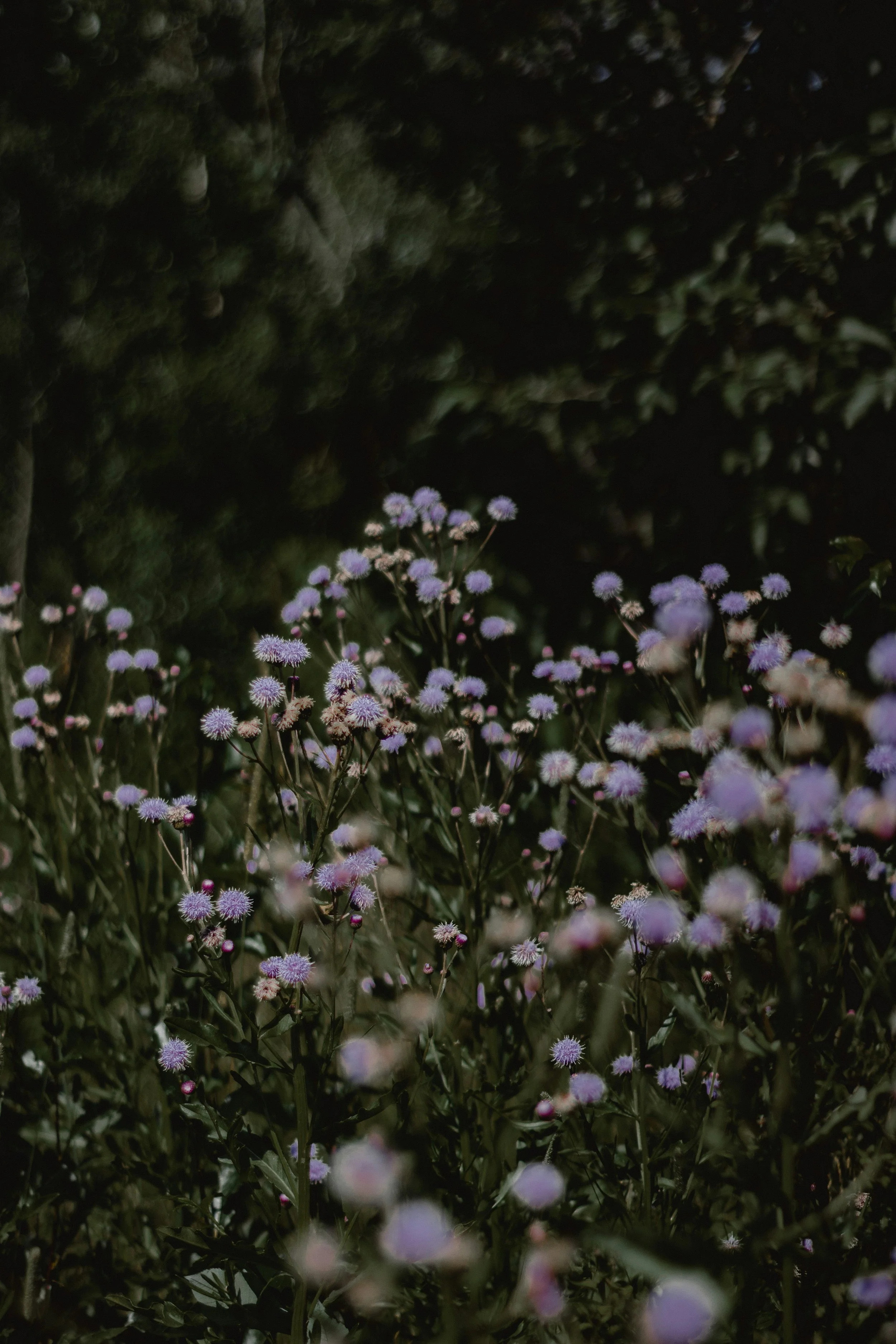 Nighttime garden scene with small purple flowers and dark foliage in the background.
