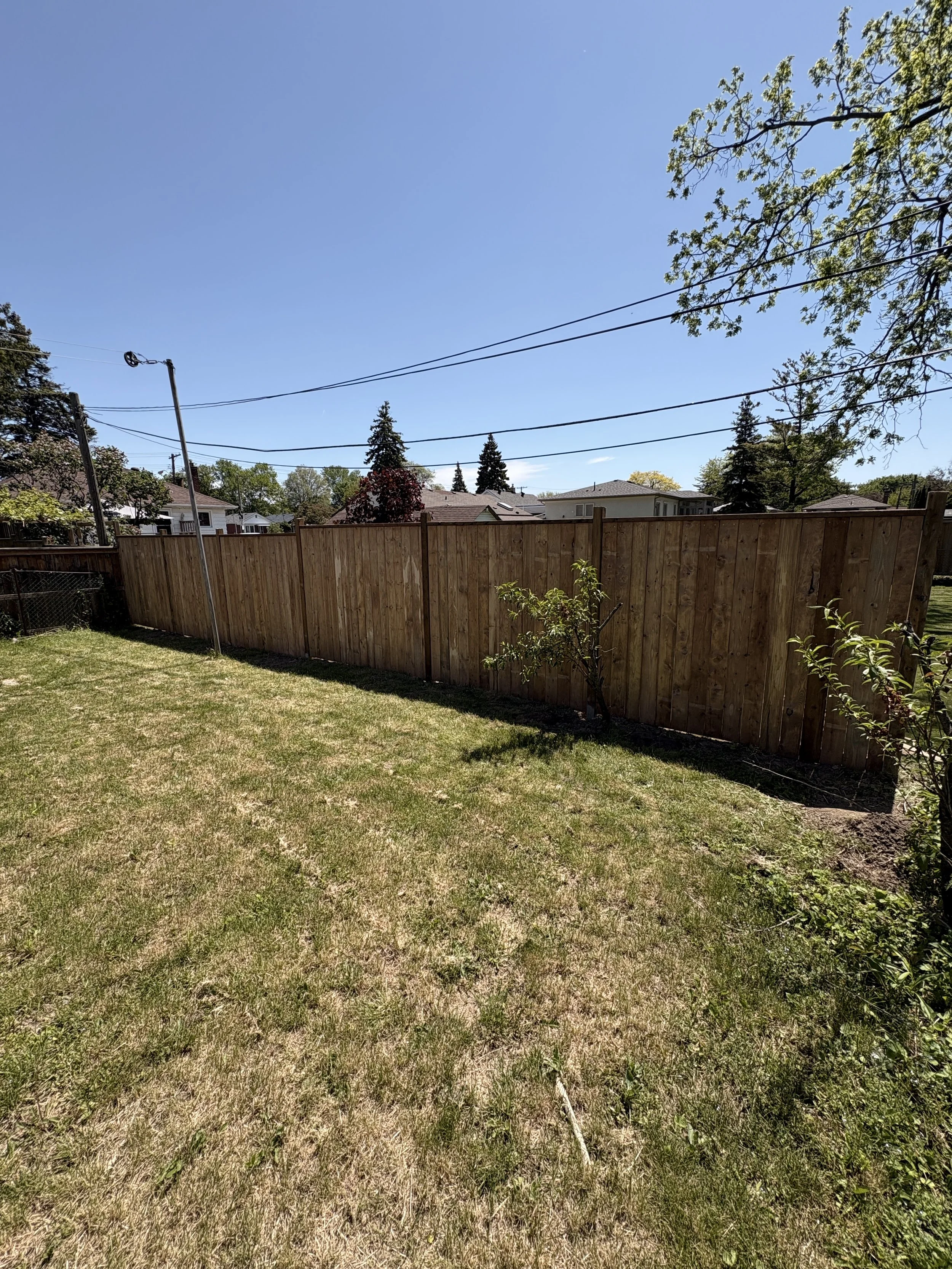 A backyard with a grassy lawn, a wooden privacy fence, trees, and houses in the background under a clear blue sky.