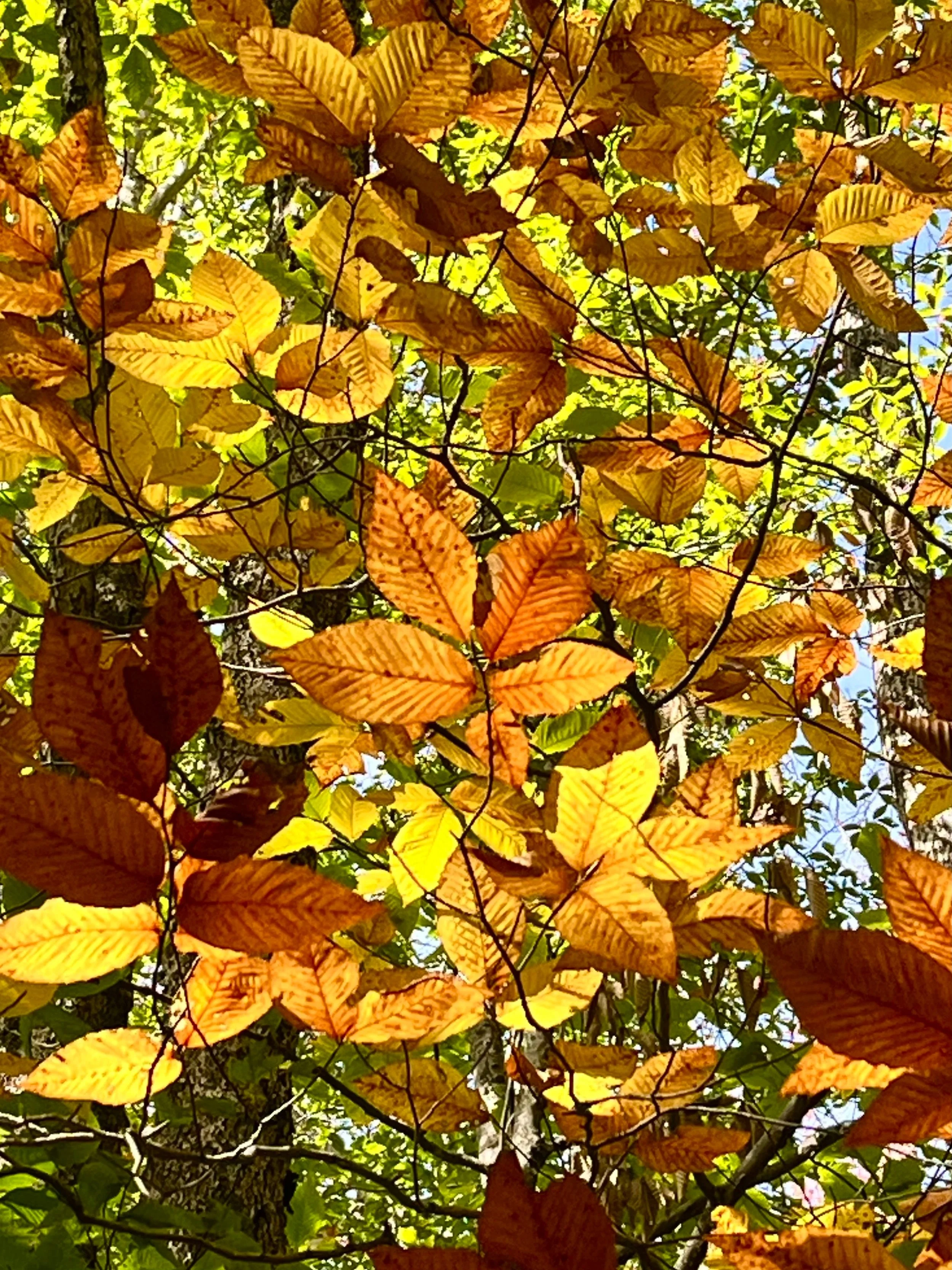 A close-up view of autumn leaves on tree branches, with shades of yellow, orange, and green, scattered upward toward the sky.