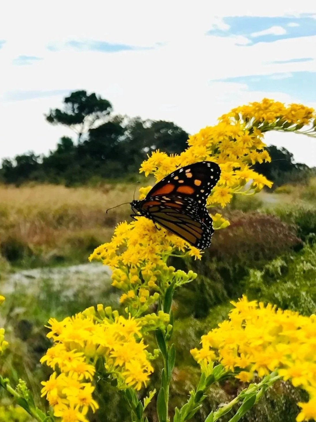 A butterfly perched on a cluster of bright yellow flowers in an outdoor setting with trees and a partially cloudy sky in the background.