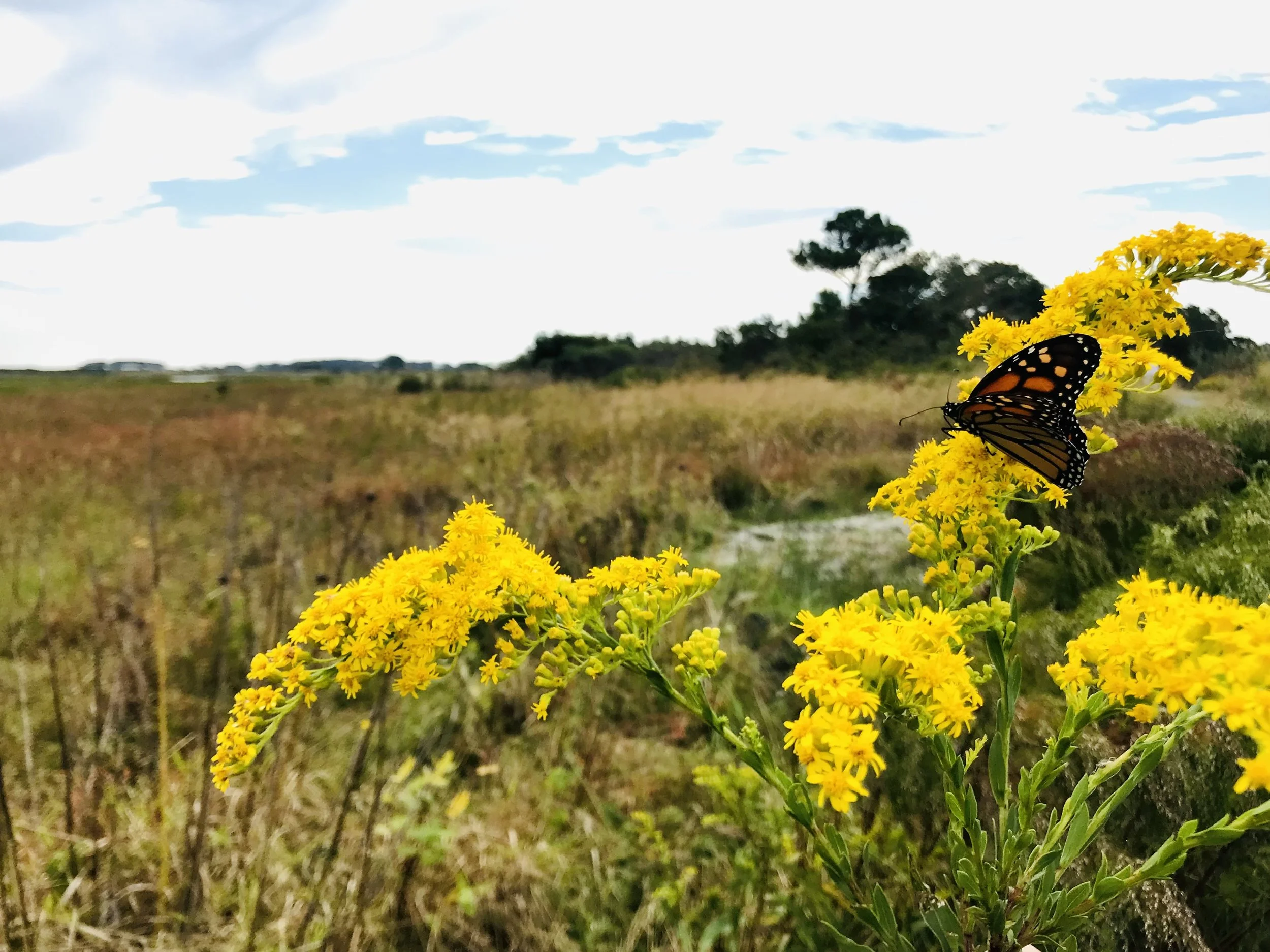 A monarch butterfly resting on yellow flowers in a grassy field under a partly cloudy sky with trees in the distance.