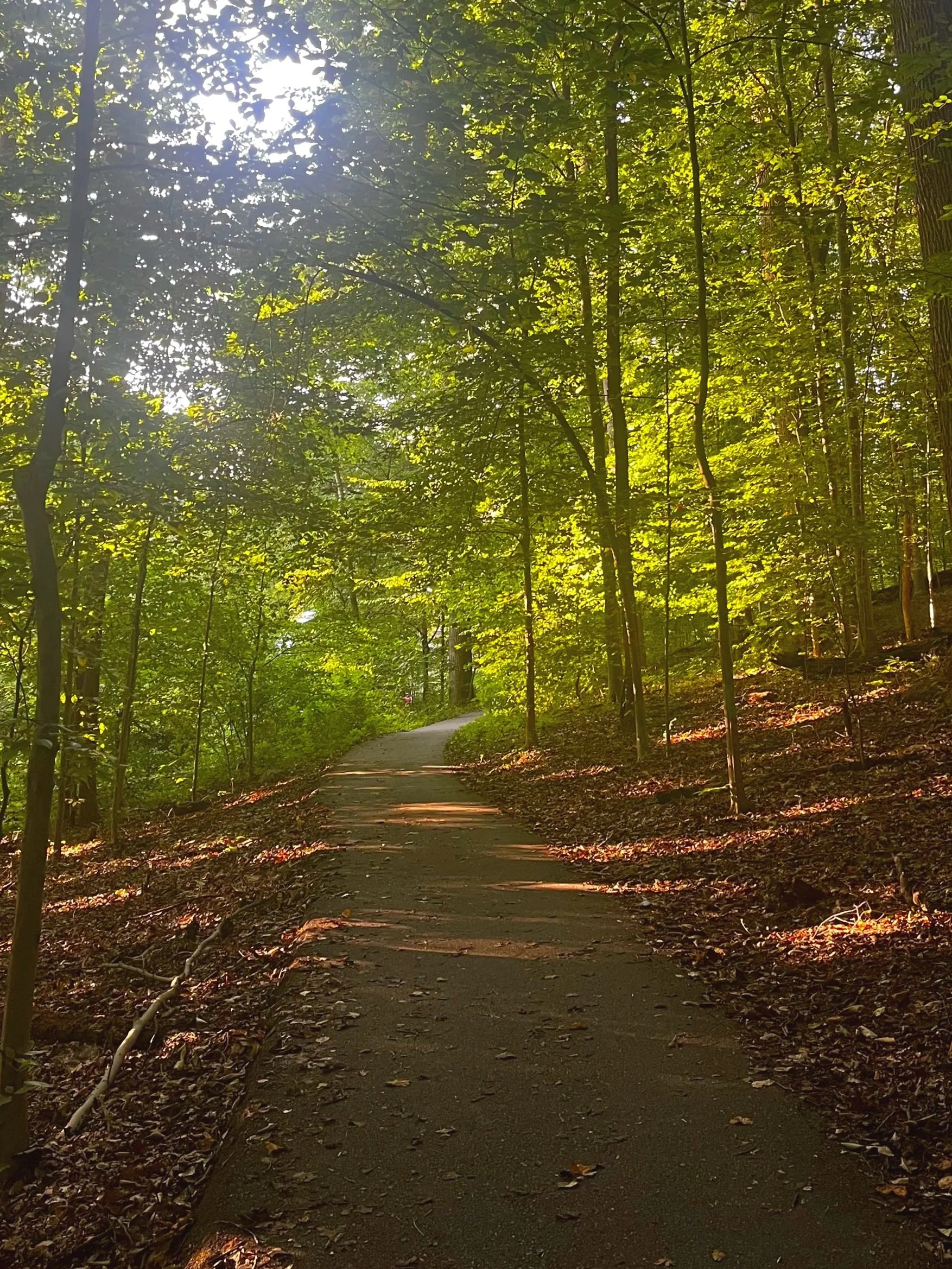 A forest trail surrounded by green trees with sunlight filtering through the leaves.