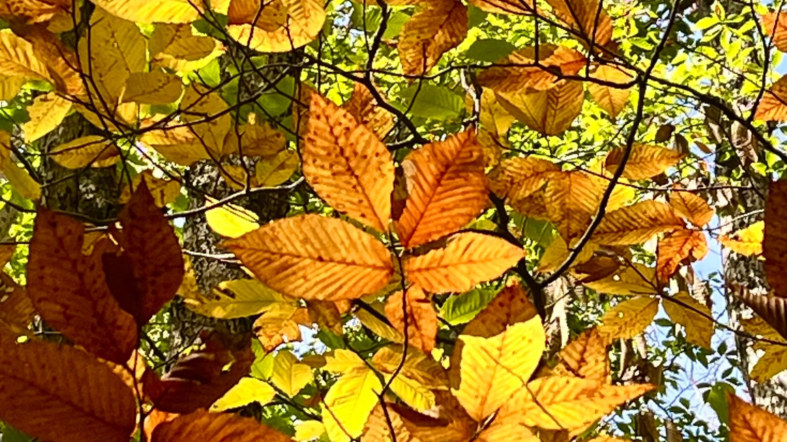 Autumn leaves changing color on tree branches, with shades of yellow, orange, and brown.