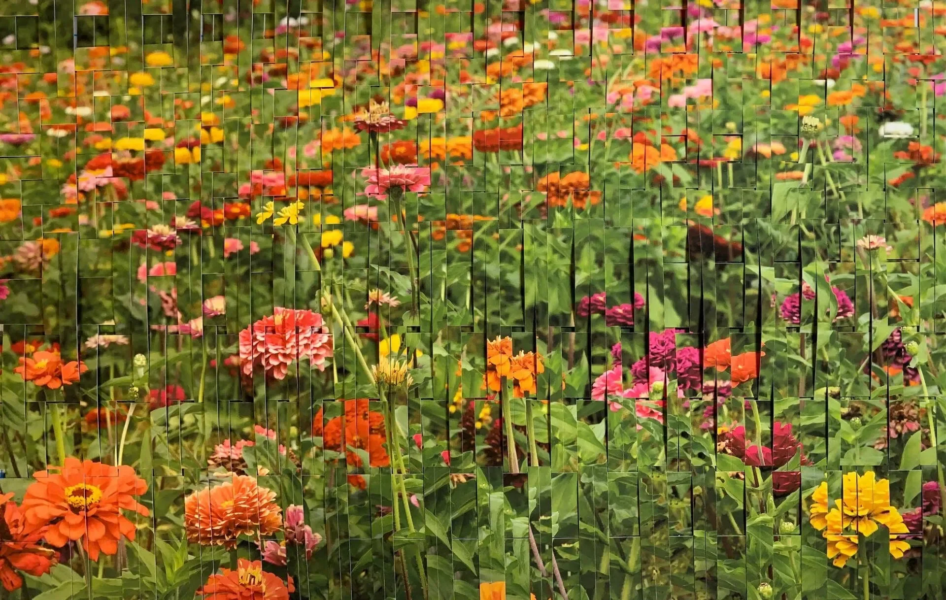 "In Full Bloom" (24 x 30 in.)