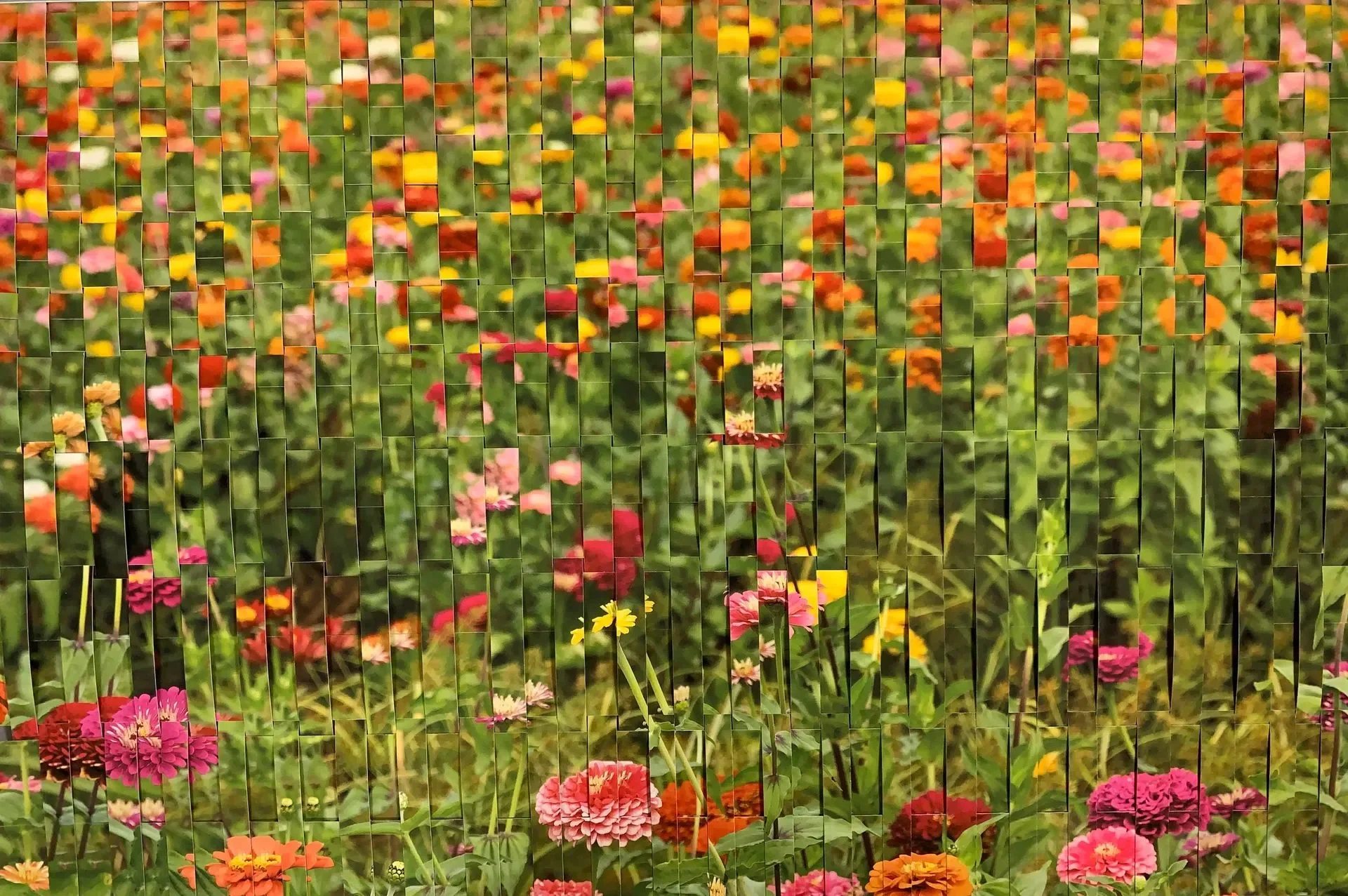 "In Full Bloom II" (24 x 30 in.)