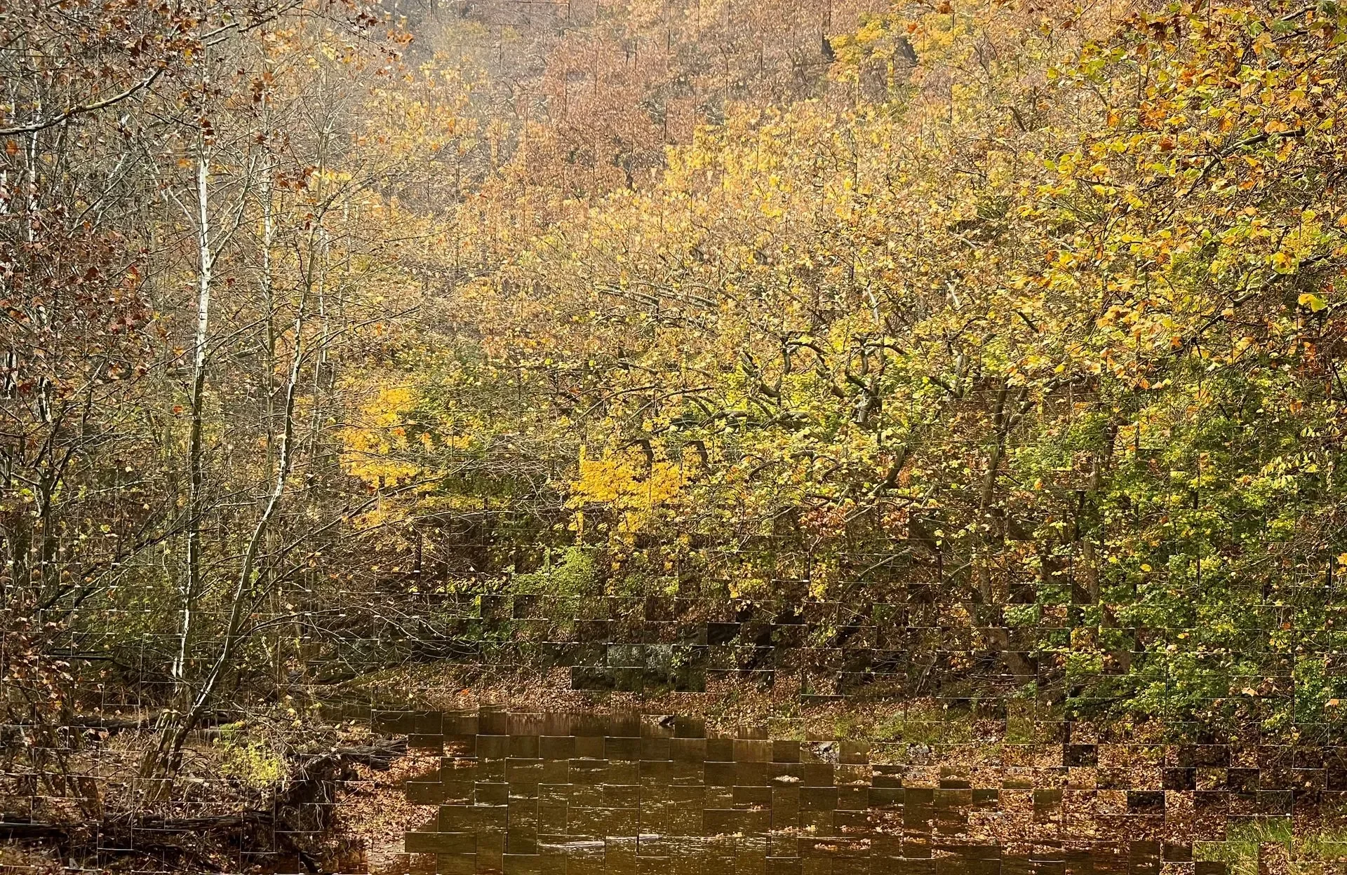 "Autumn in Trexler" (SOLD)