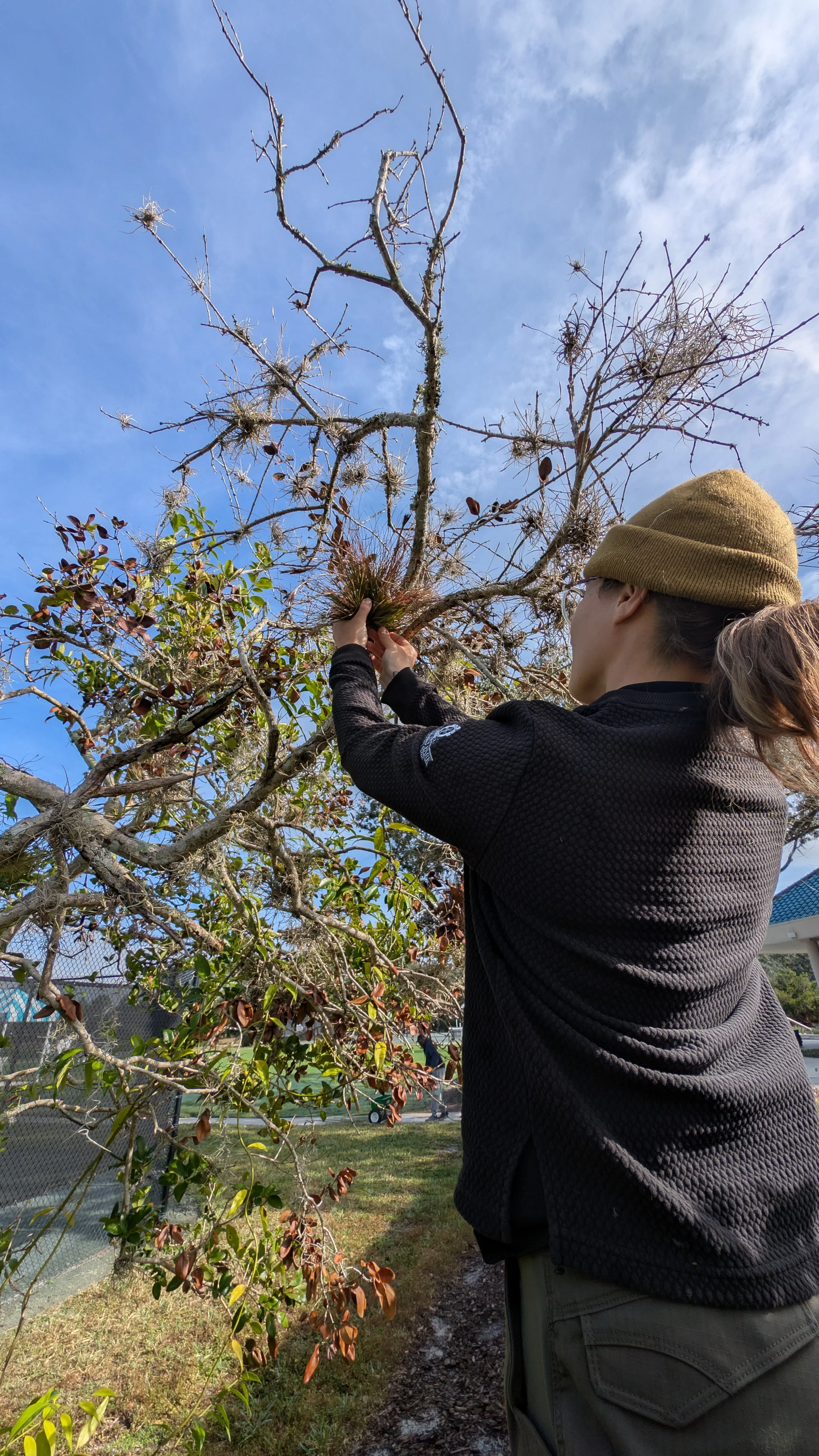 Palm and Tree Health and Risk Assessment