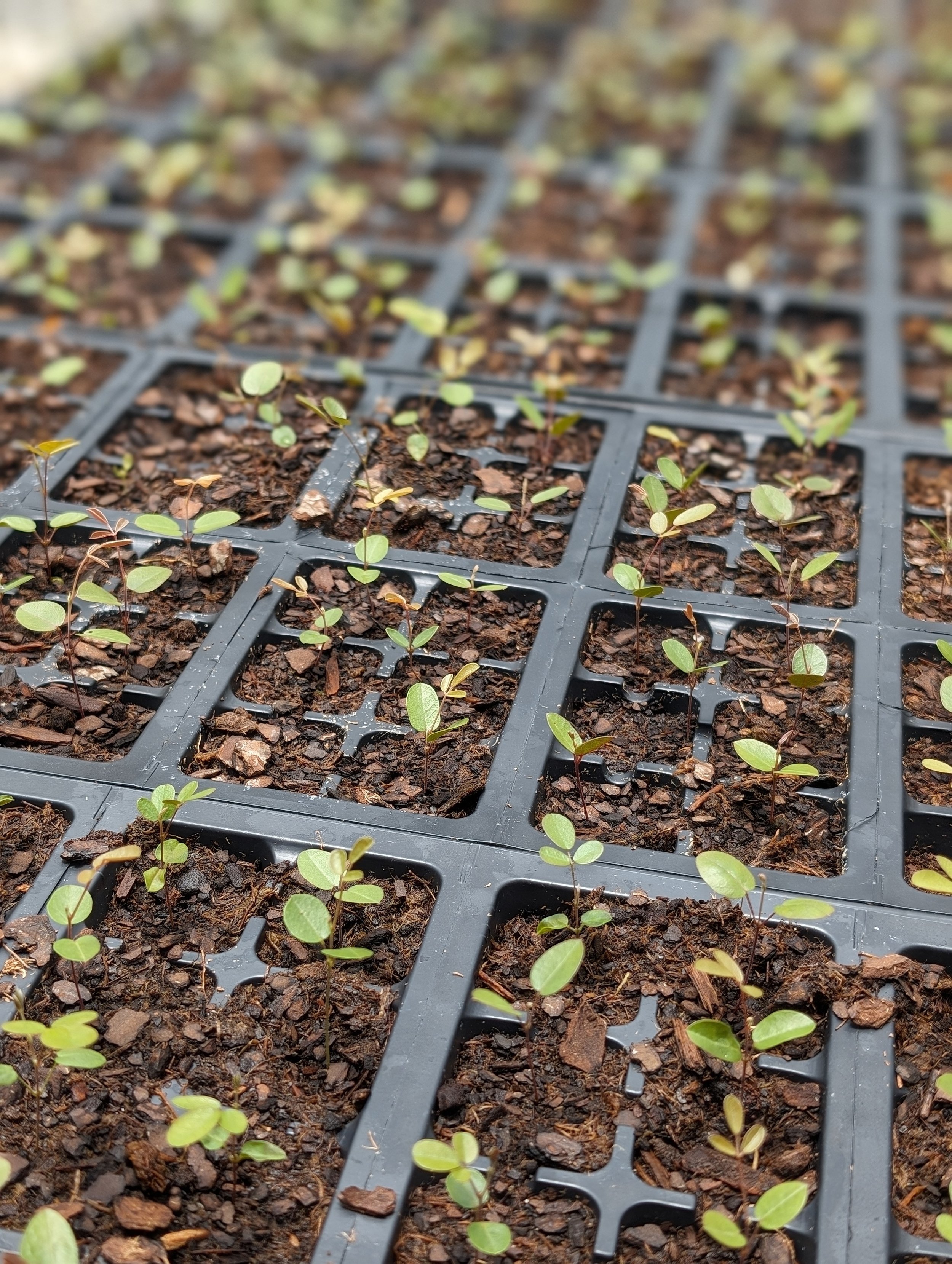 Crop Production Protocol