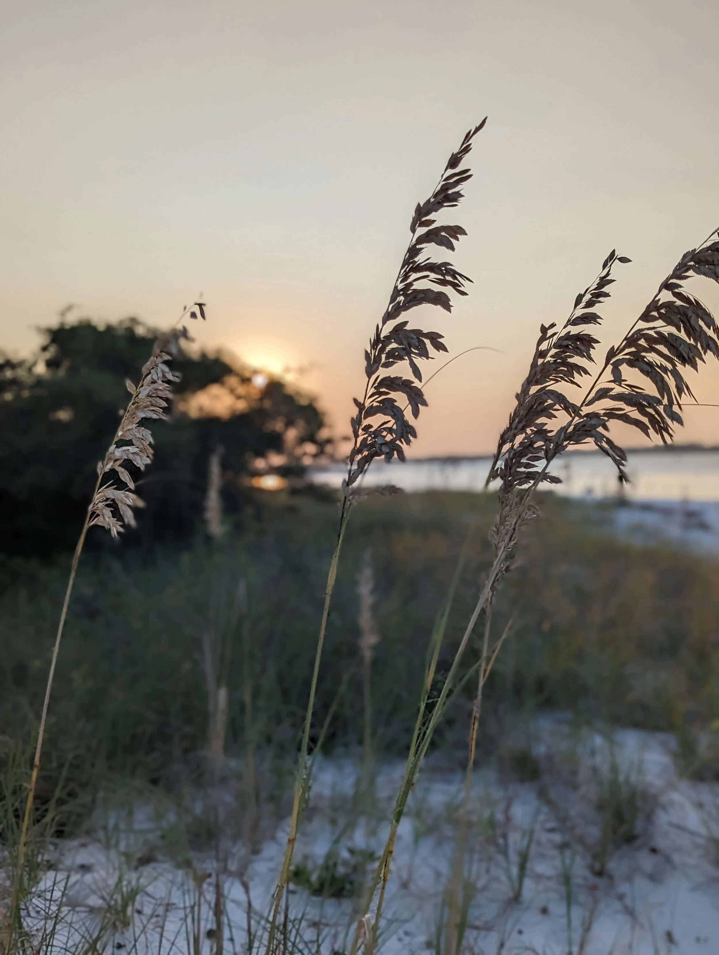 Tall grass stalks in the foreground with the sun setting behind trees in the distance, near a body of water, on a sandy beach.