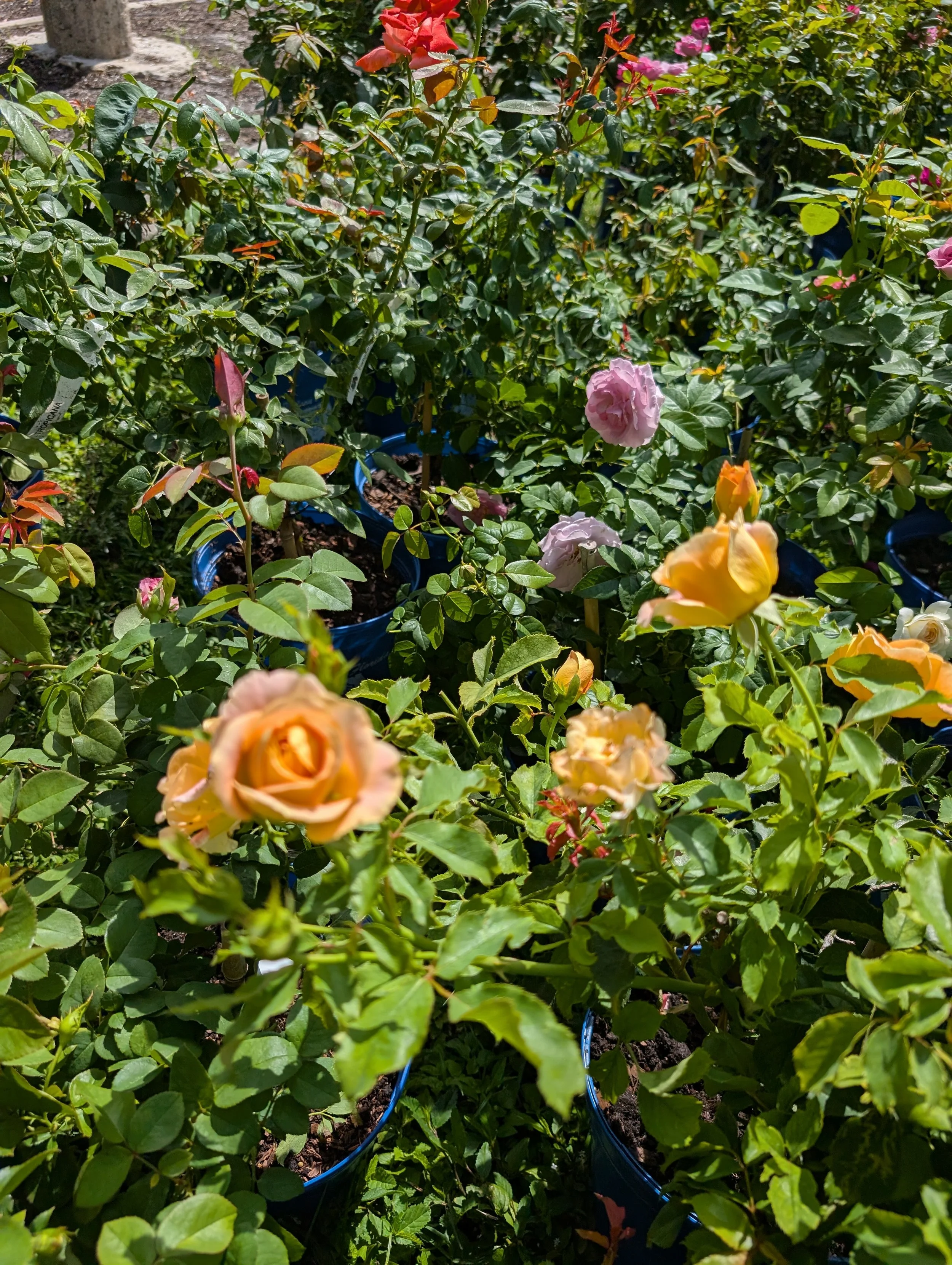 The Ringling Museum and Gardens Collective Work