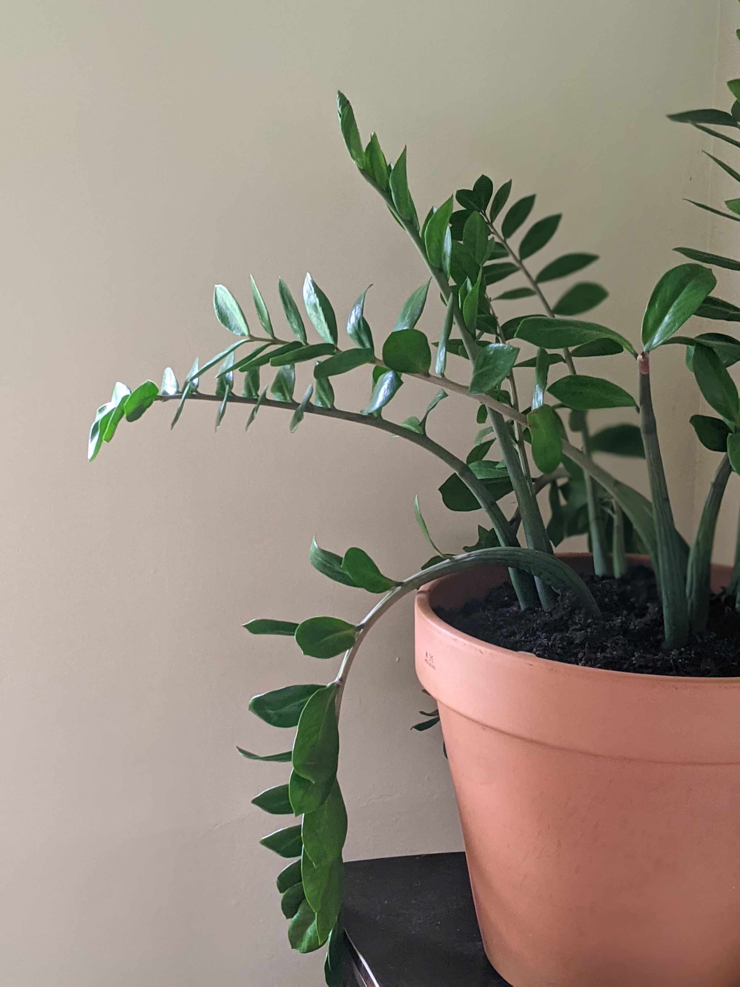 Houseplant Health and Care Consultation