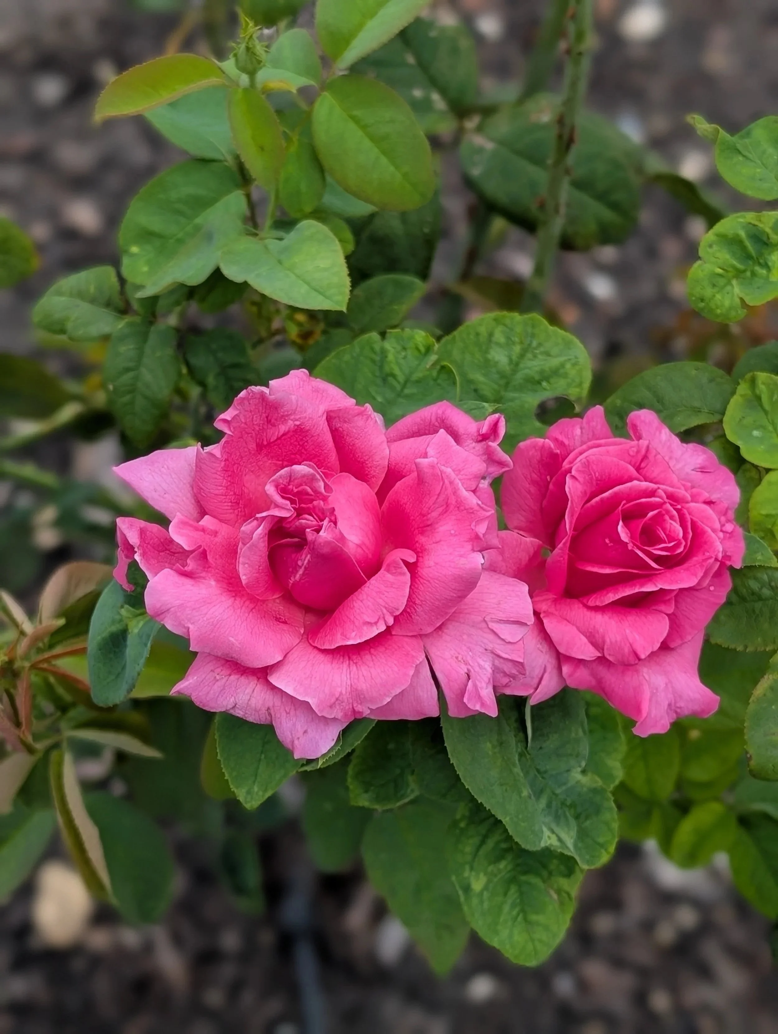 Pink roses blooming among green leaves on a plant in a garden.