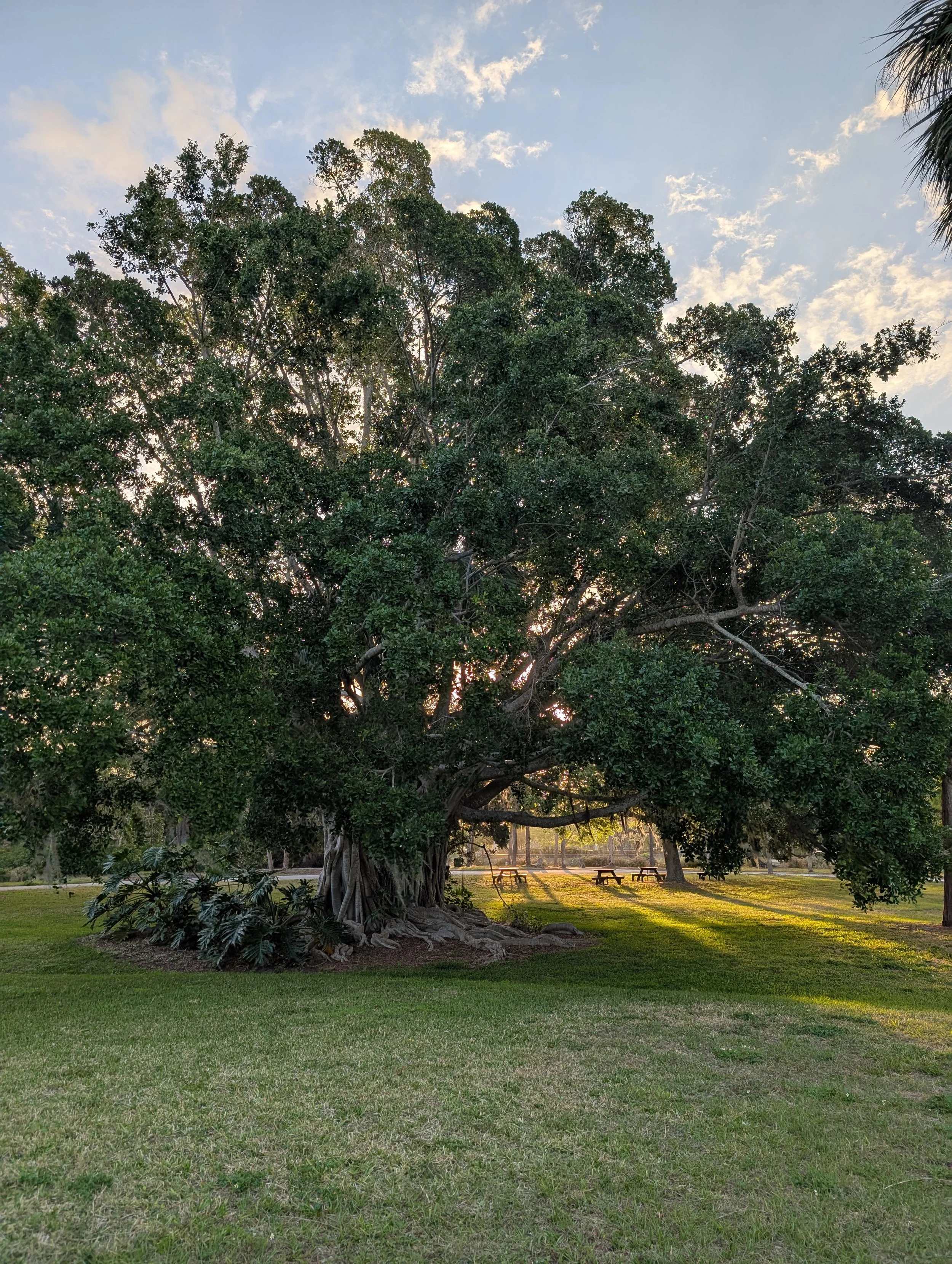 Palm and Tree Health and Risk Assessment