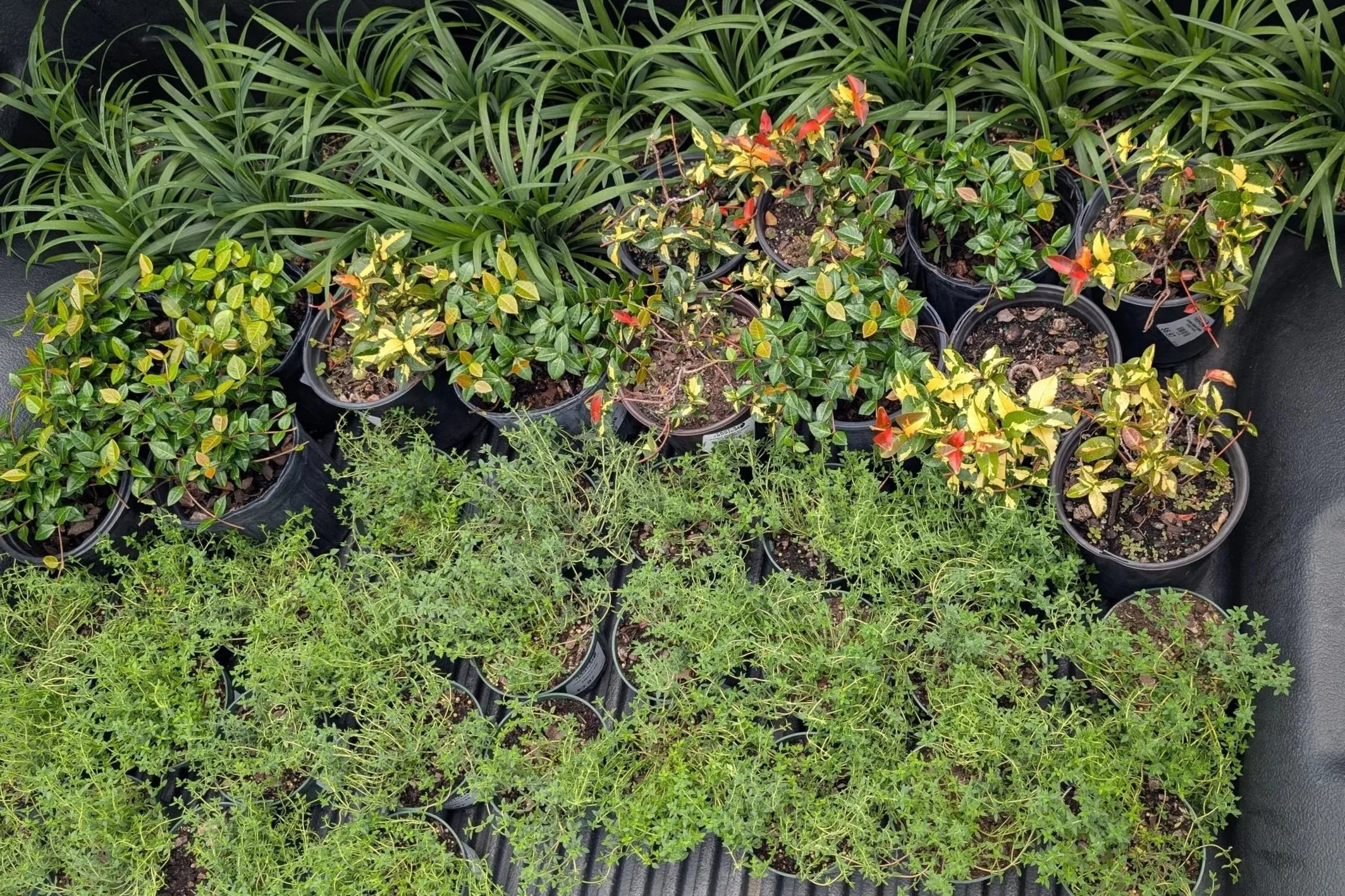 Living Wall Residential