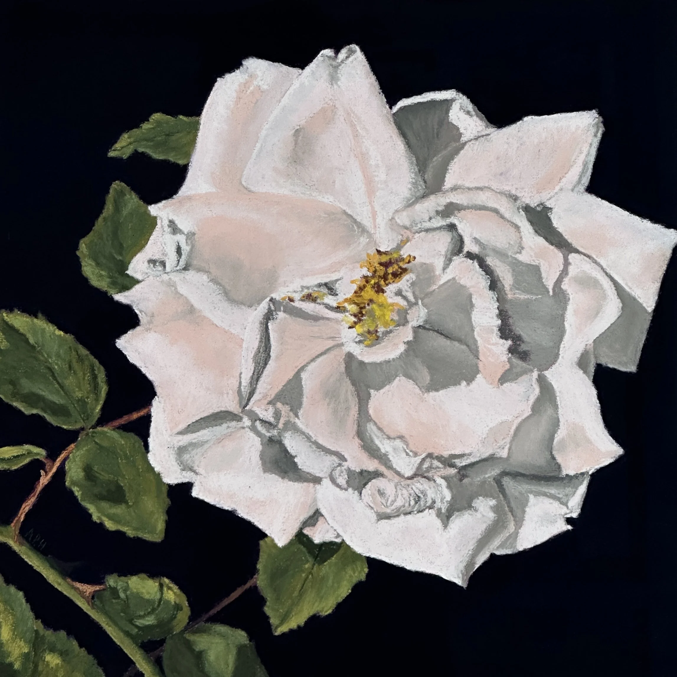 Sconset Rose II, 12" x 12"