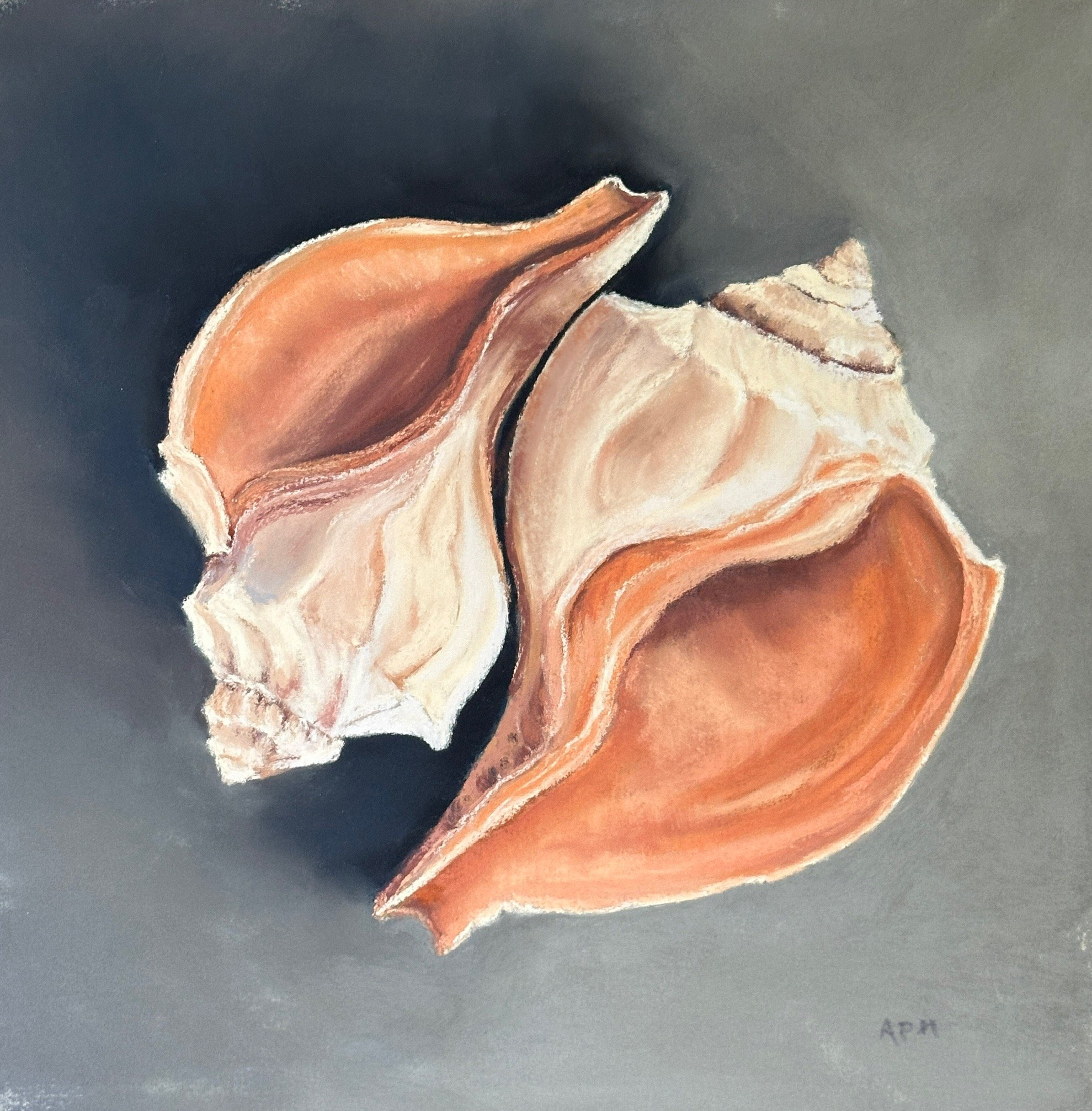 Resting Whelk Shells 8" x 8"