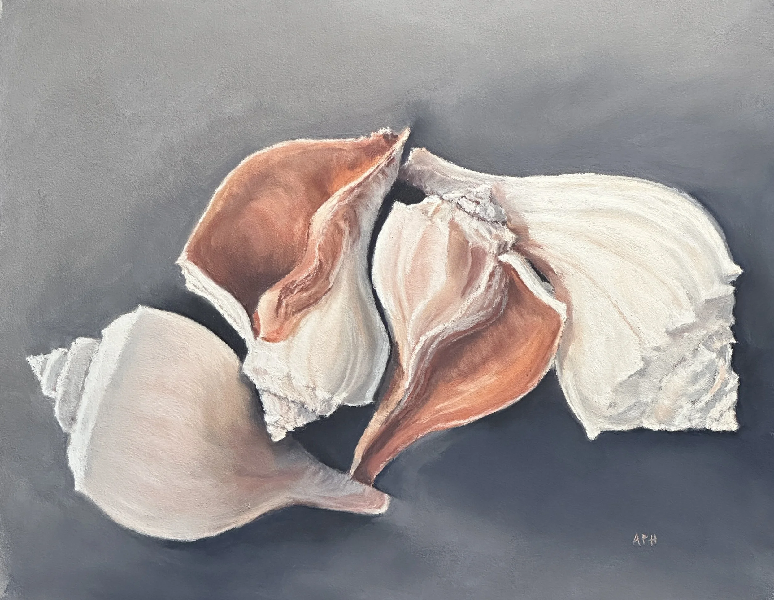 Whelk Shells, 9" x 12" 