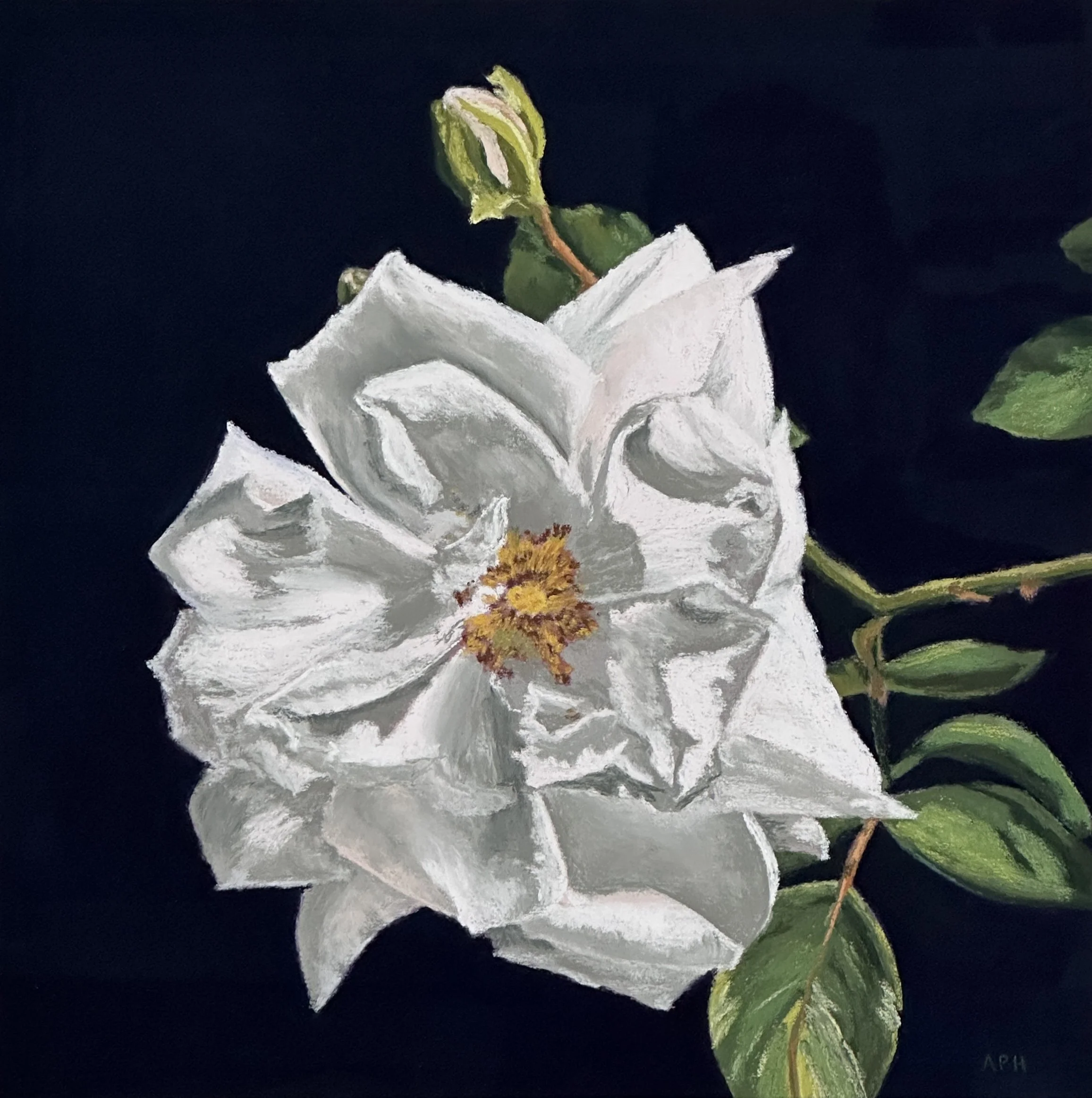 Sconset Rose, 12" x 12"