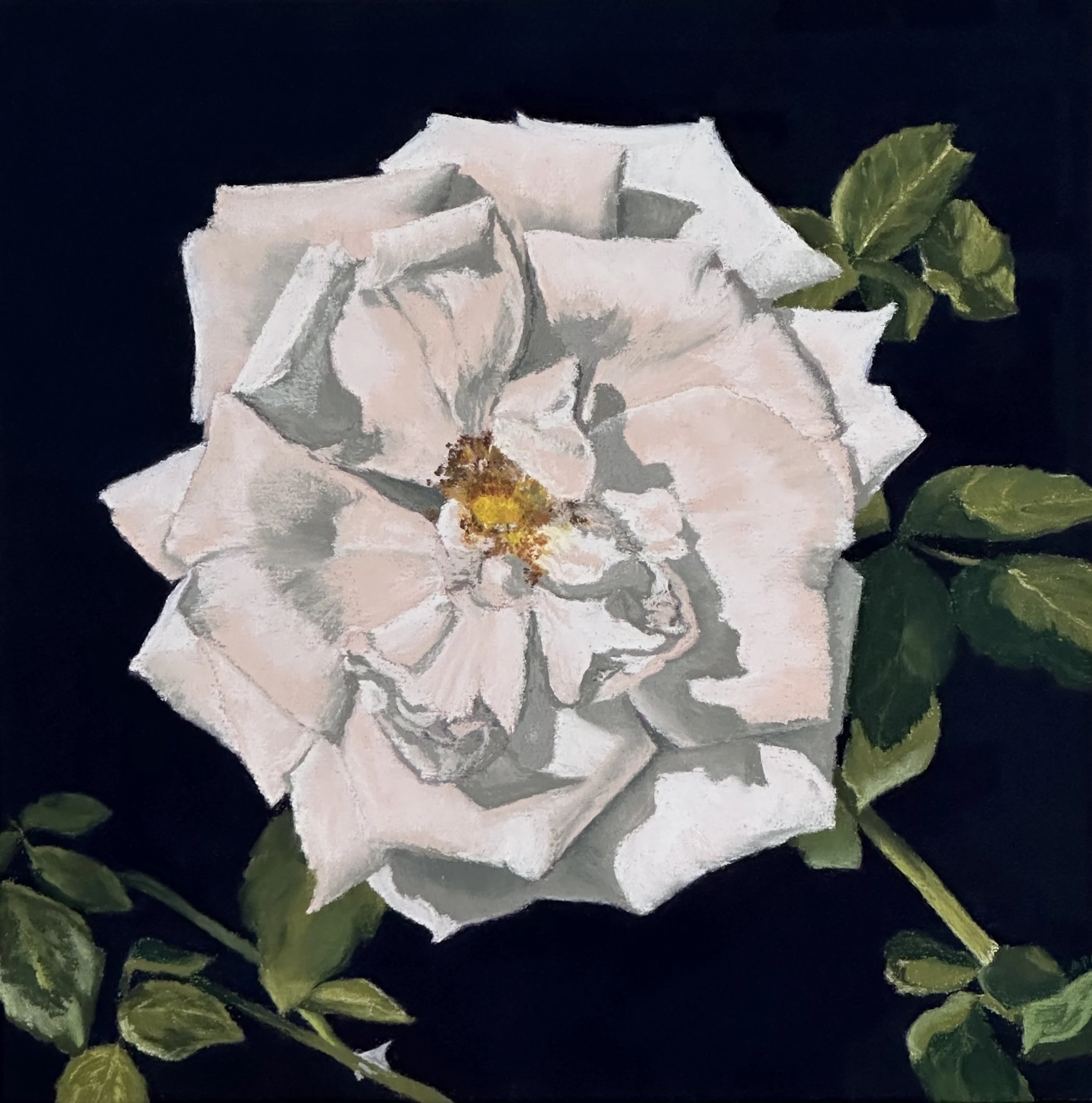 Sconset Rose III, 12" x 12"