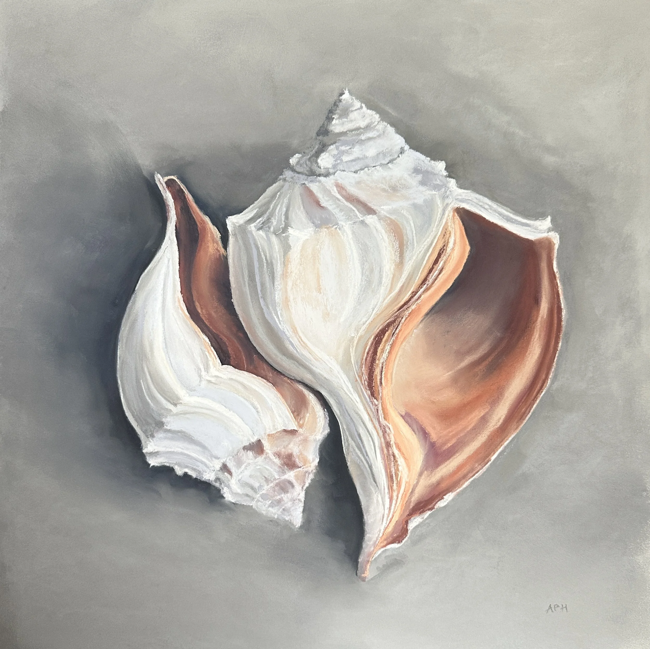 Good Morning Whelks, 14" x 14"