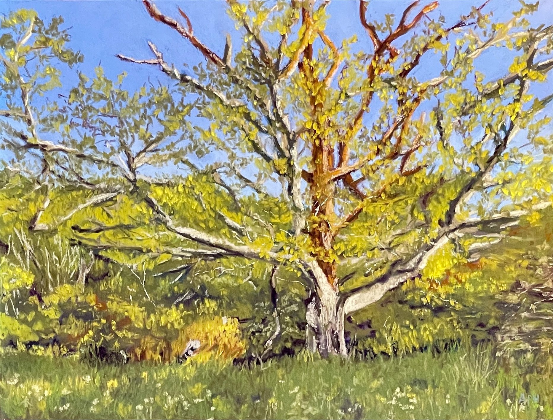 Squam Farm Phoenix, 9" x 12"