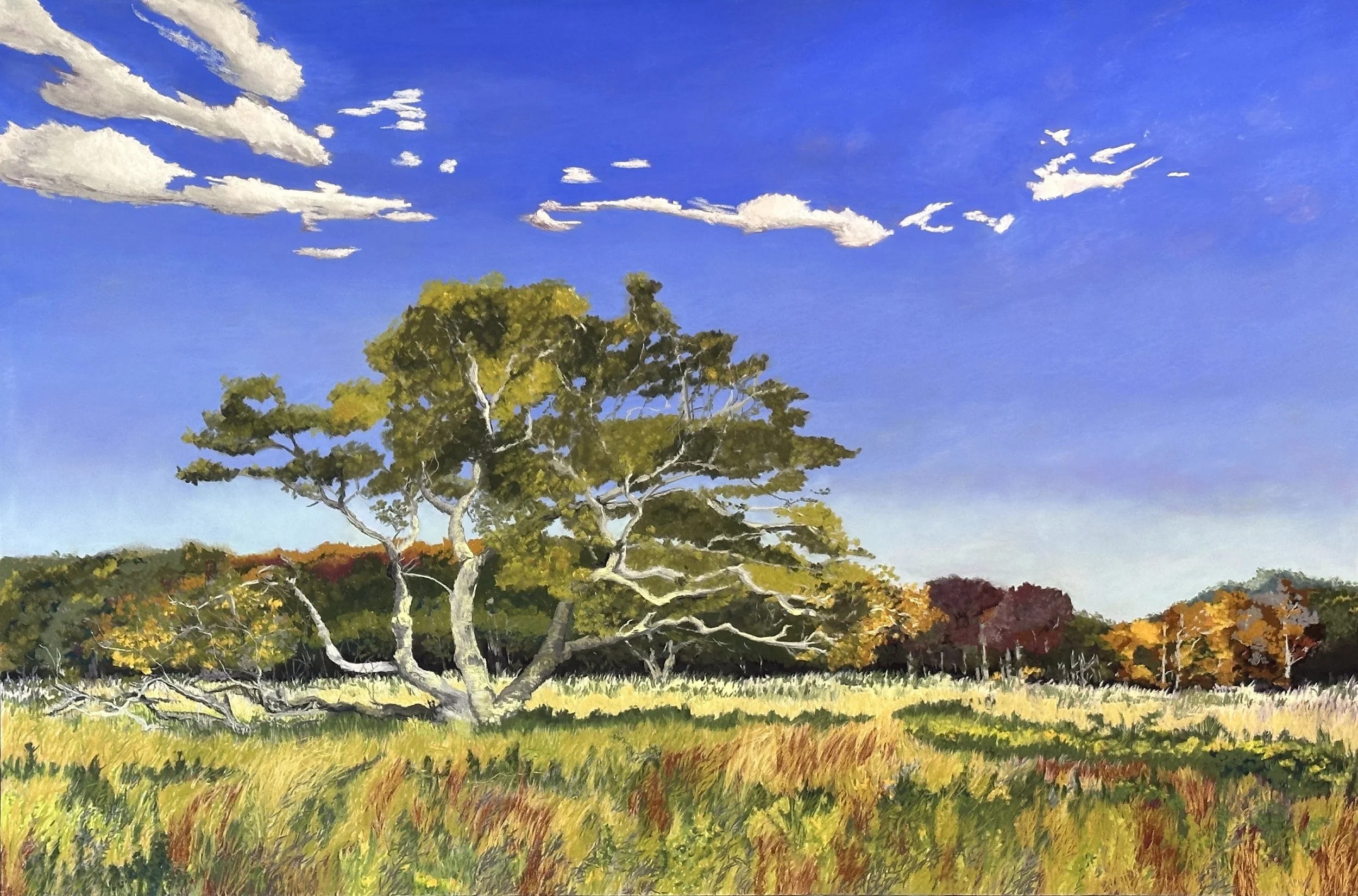 Tree with Three Trunks, 24" x 36"