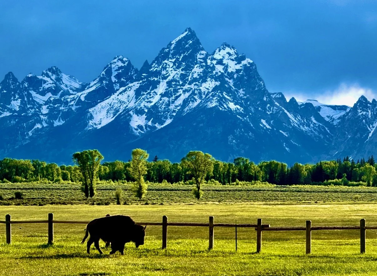 Solo Bison
