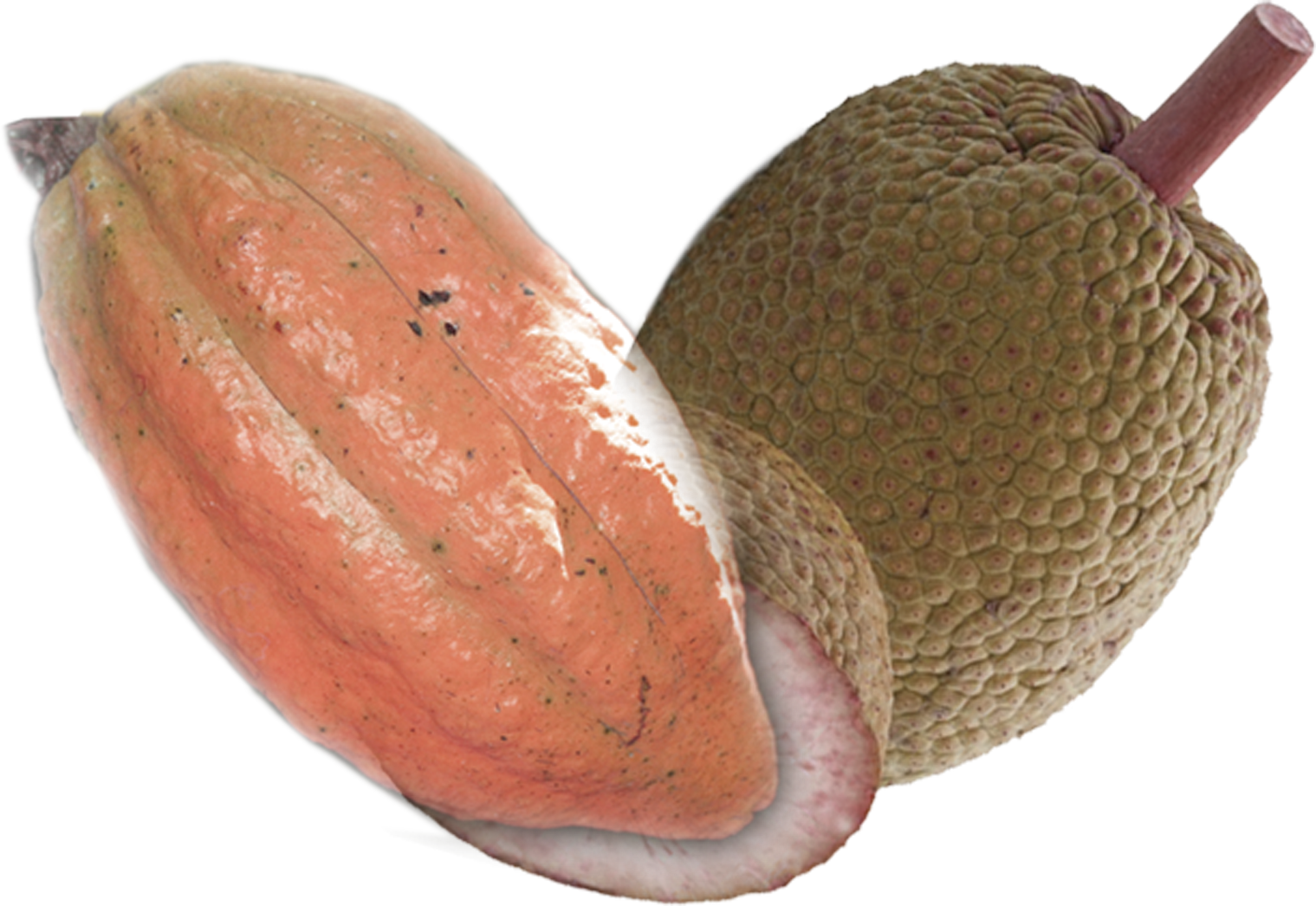 A hybrid fruit combining a sweet potato and a lychee, with the sweet potato's orange skin and the lychee's textured, bumpy surface and a small stem.