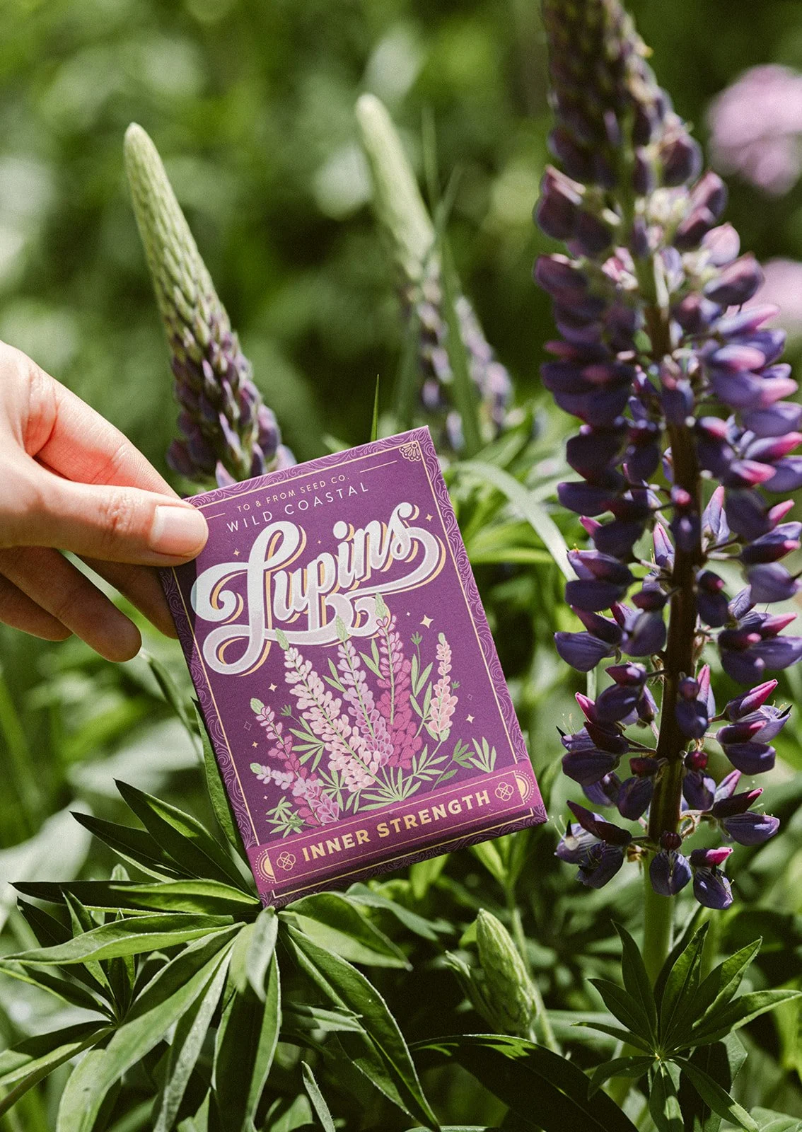 Lupins_To&FrontSeedCo-4.jpg