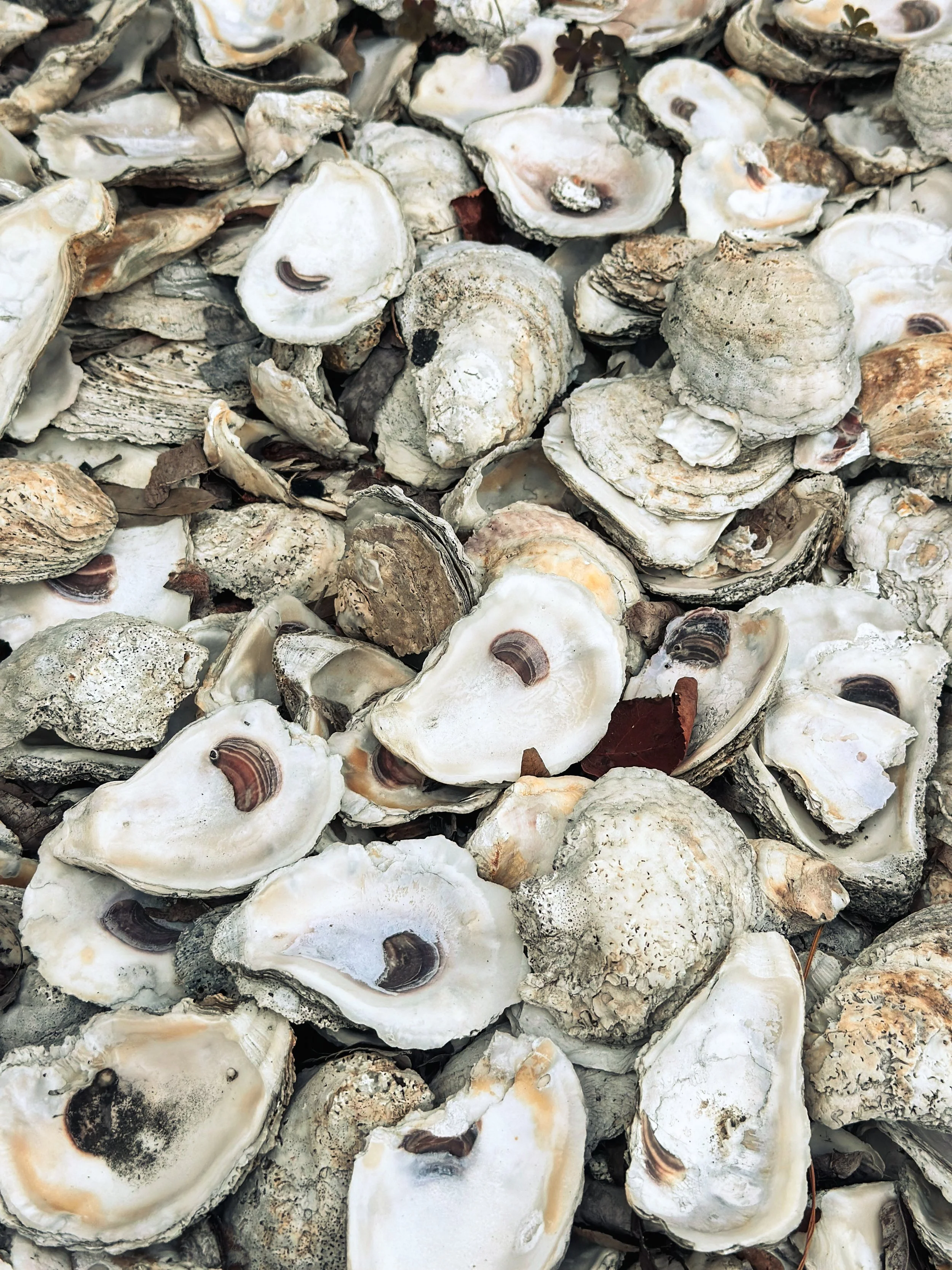 Pile of oyster shells, some cracked or empty, with occasional bits of debris and small dark mollusks inside.