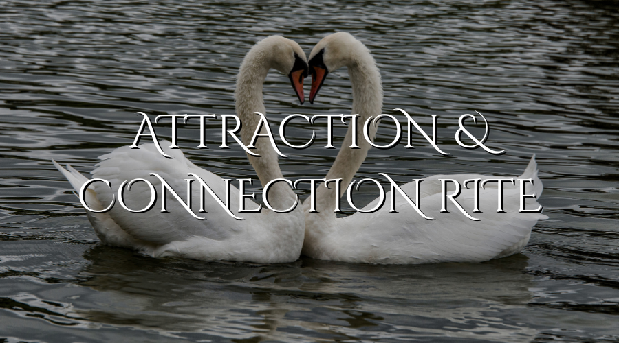 Two swans on the water with their necks curved to form a heart shape, with the text 'Attraction & Connection RTE' overlaid.