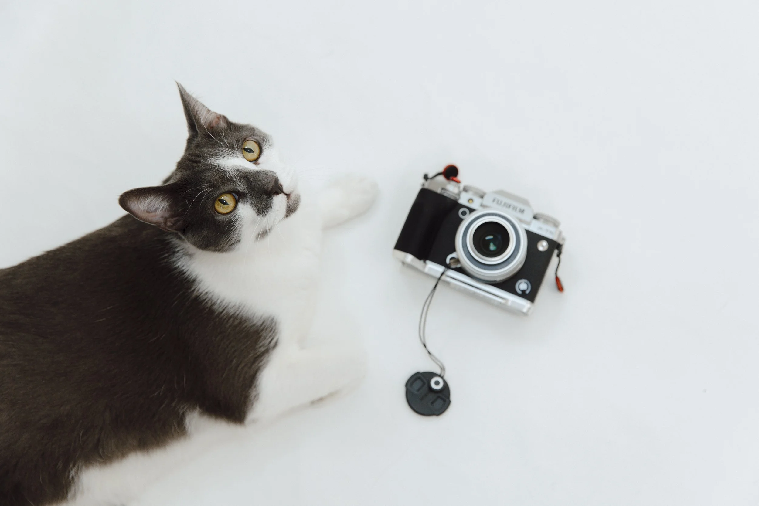 Gray and white cat lying down next to a vintage film camera, with camera accessories on a white surface.