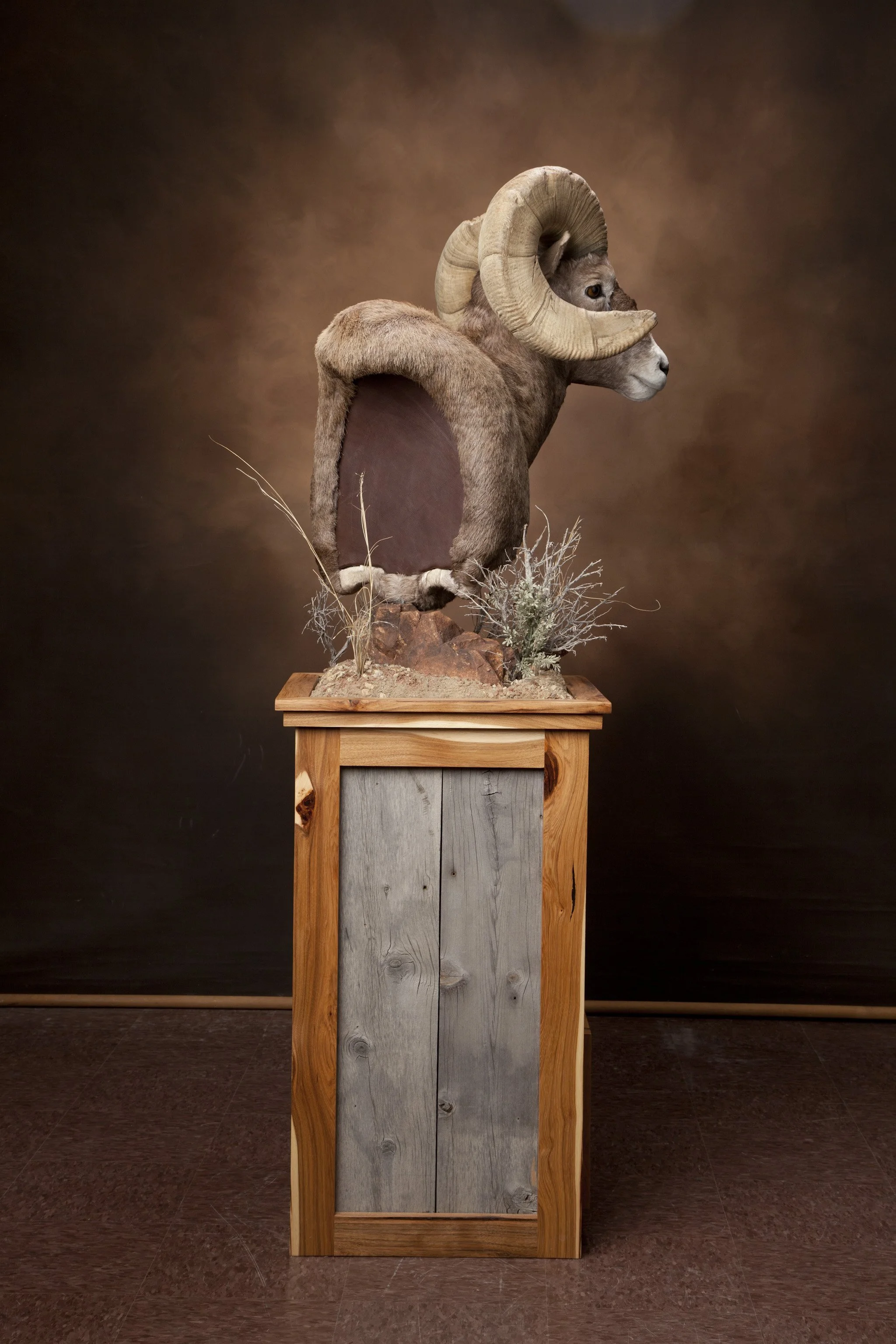 Taxidermy of a ram with large curled horns mounted on a wooden stand.