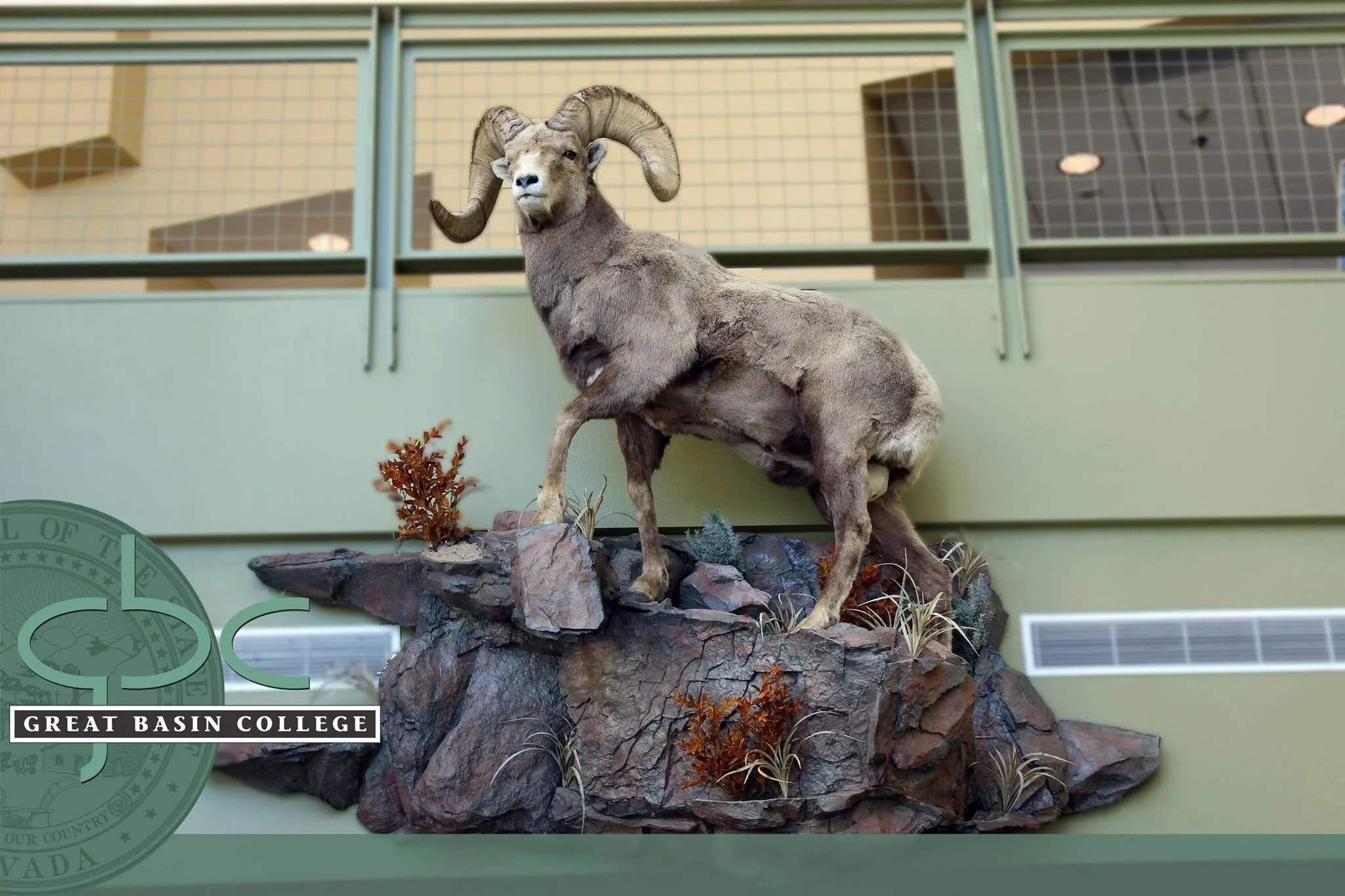 Mounted Rocky Mountain goat sculpture on a rock display in an indoor setting with green walls and a railing in the background, featuring the Great Basin College logo.