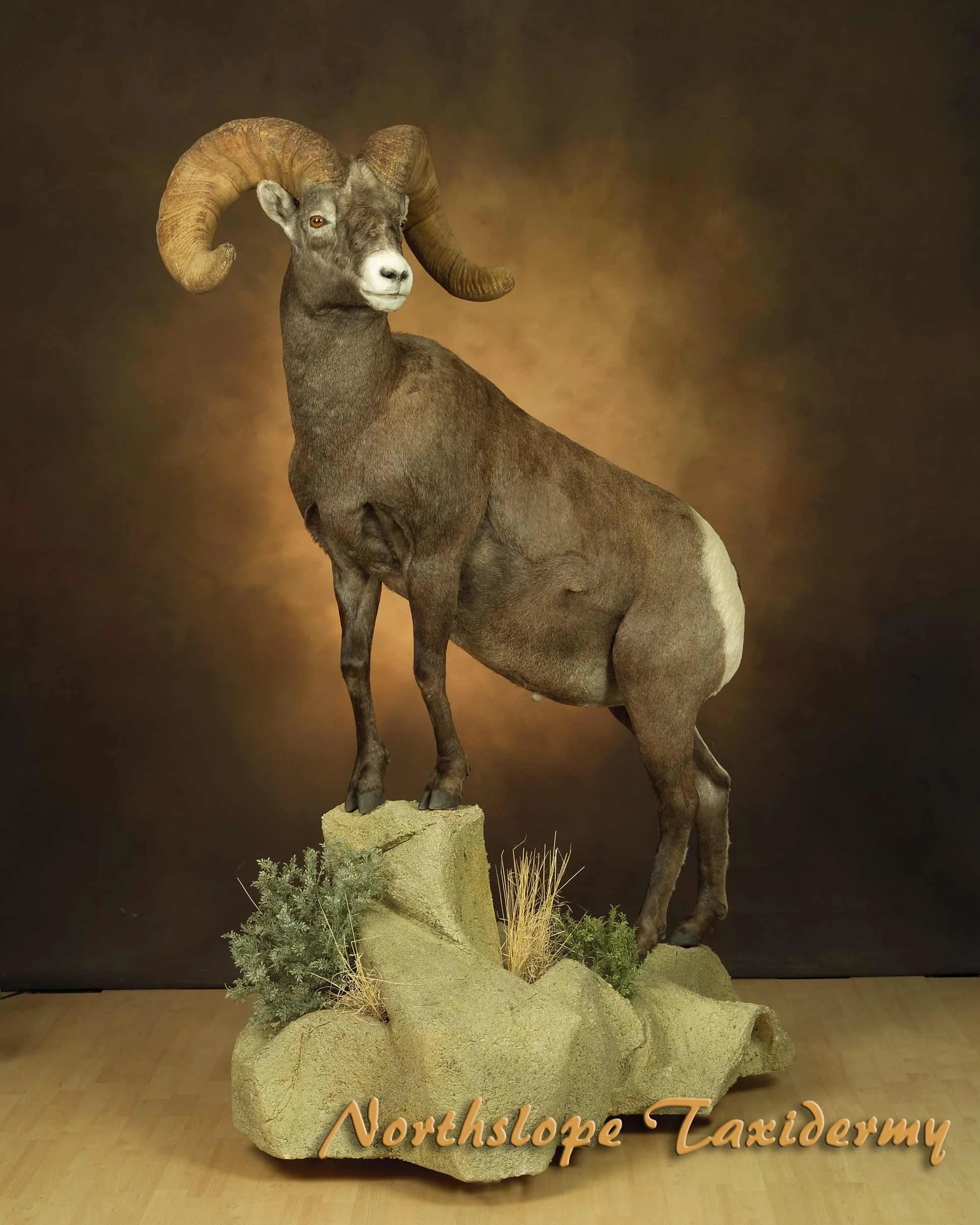 Taxidermy mount of a bighorn sheep with large curled horns, standing on a rocky display with small plants, with the text 'Northshore Taxidermy' at the bottom.