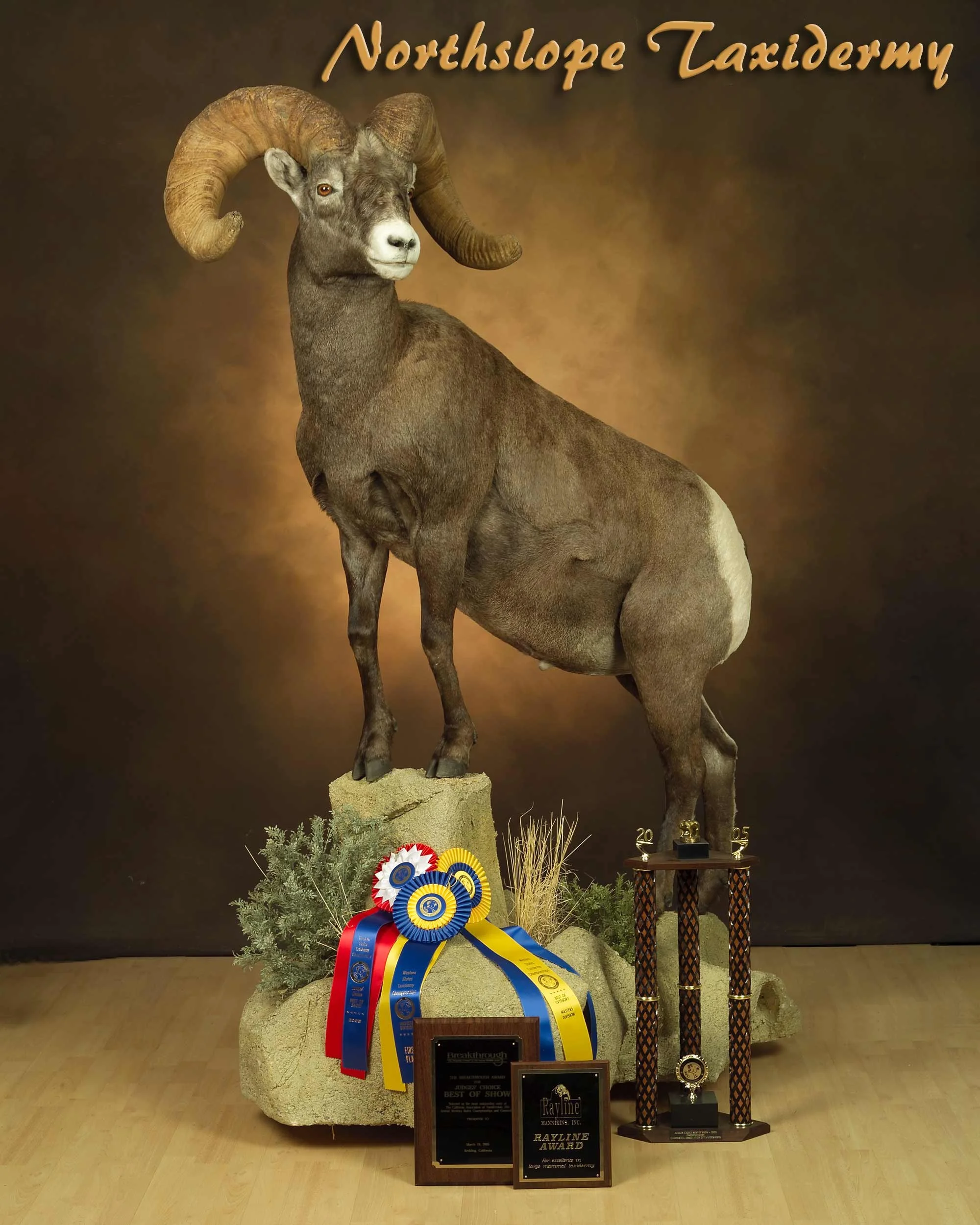 Taxidermy ram mounted on a rock display with awards and ribbons at Northshope Taxidermy.