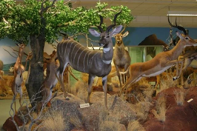 Taxidermy display of various antelopes and wild animals in a museum setting, with a large tree and naturalistic landscape background.