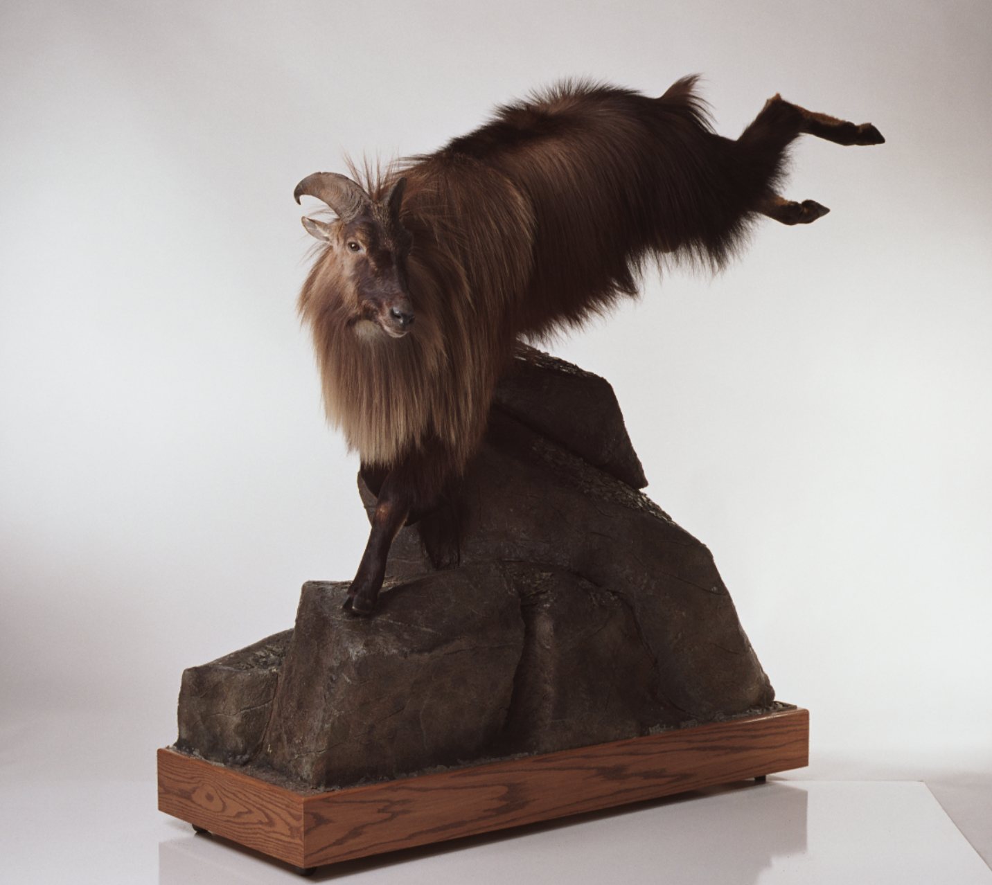 Taxidermy mount of a mountain goat standing on rocks with a wooden base.
