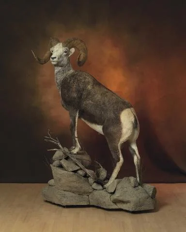Taxidermy of a mountain goat with large curved horns, standing on a rocky base against a dark background.