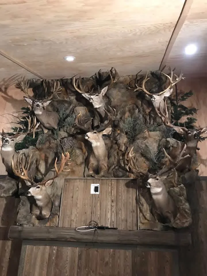 A wall decorated with mounted animal heads, including several deer with antlers, in a rustic style interior.