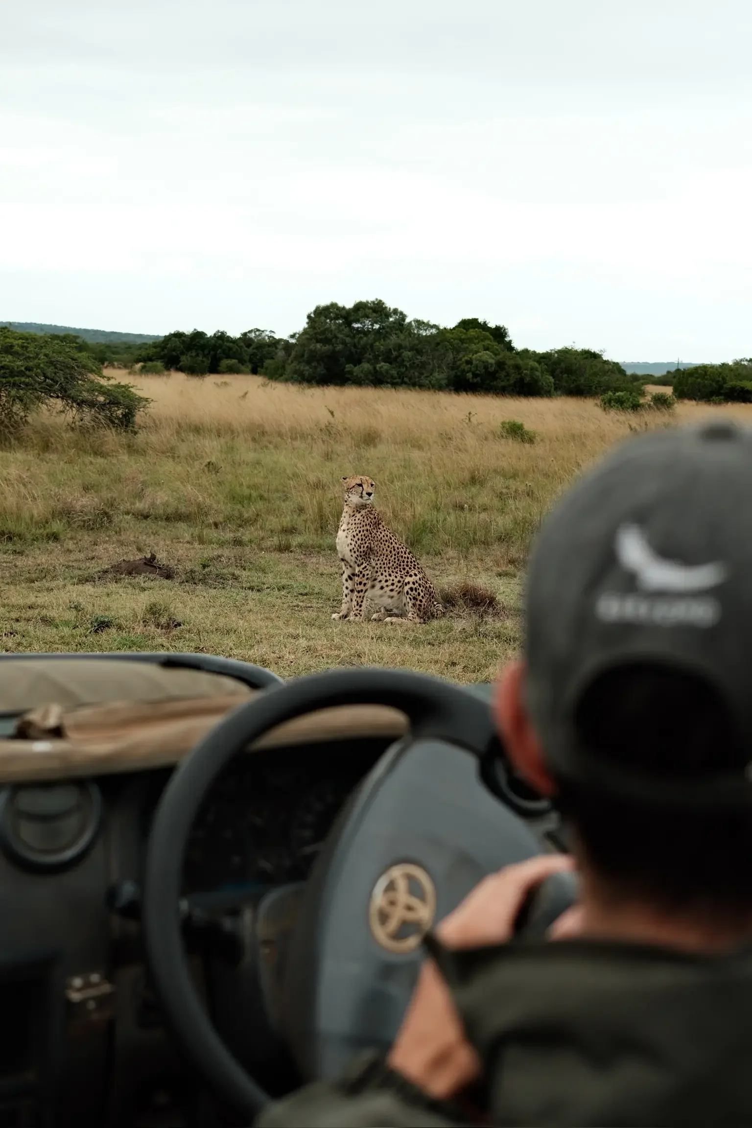 andBeyond Phinda Game Drive Cheetah | Matt and Wahyu Travel.webp