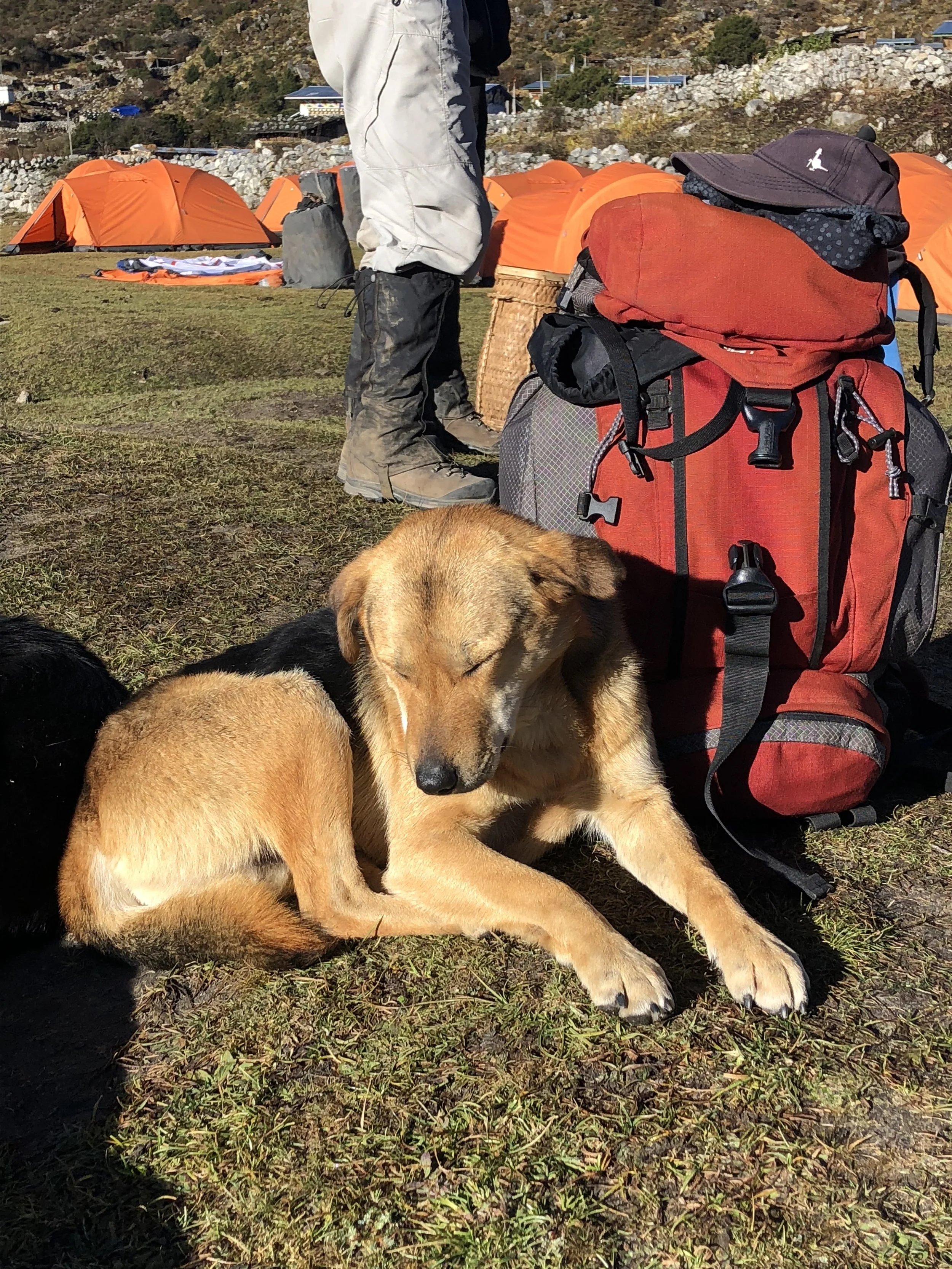 Camp Dog on the Snowman Trek | Matt and Wahyu Travel.jpeg