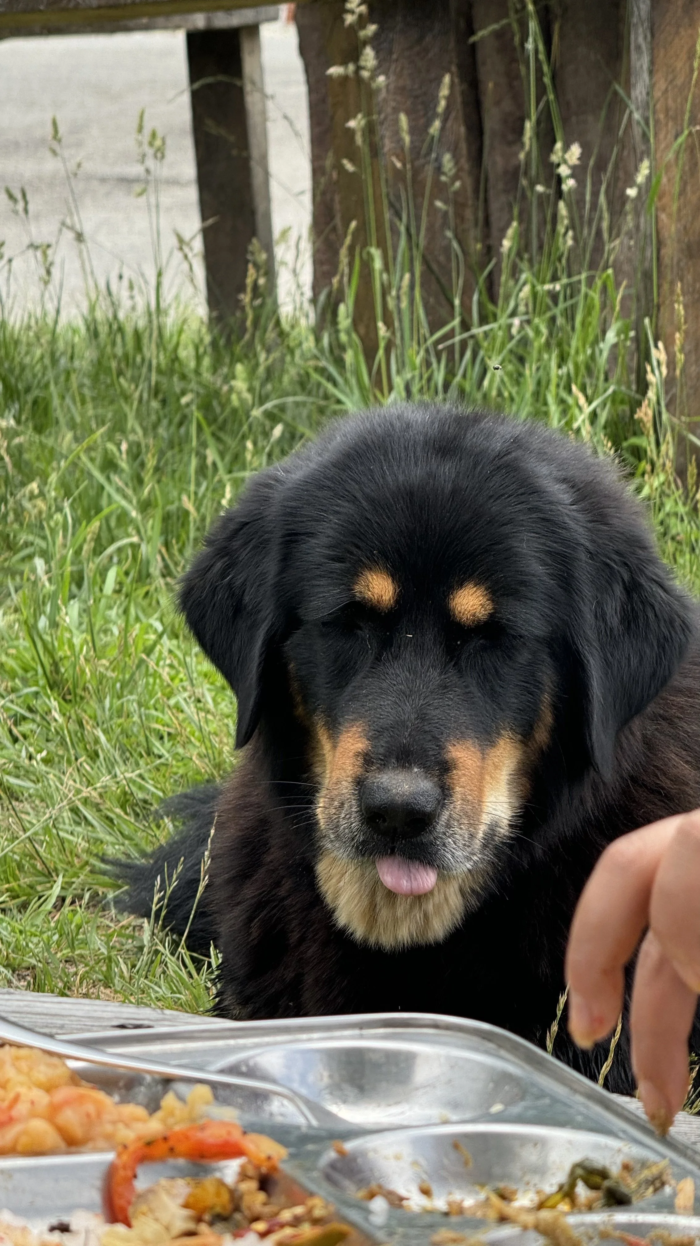 Bhutan Mountain Dog | Matt and Wahyu Travel.jpeg