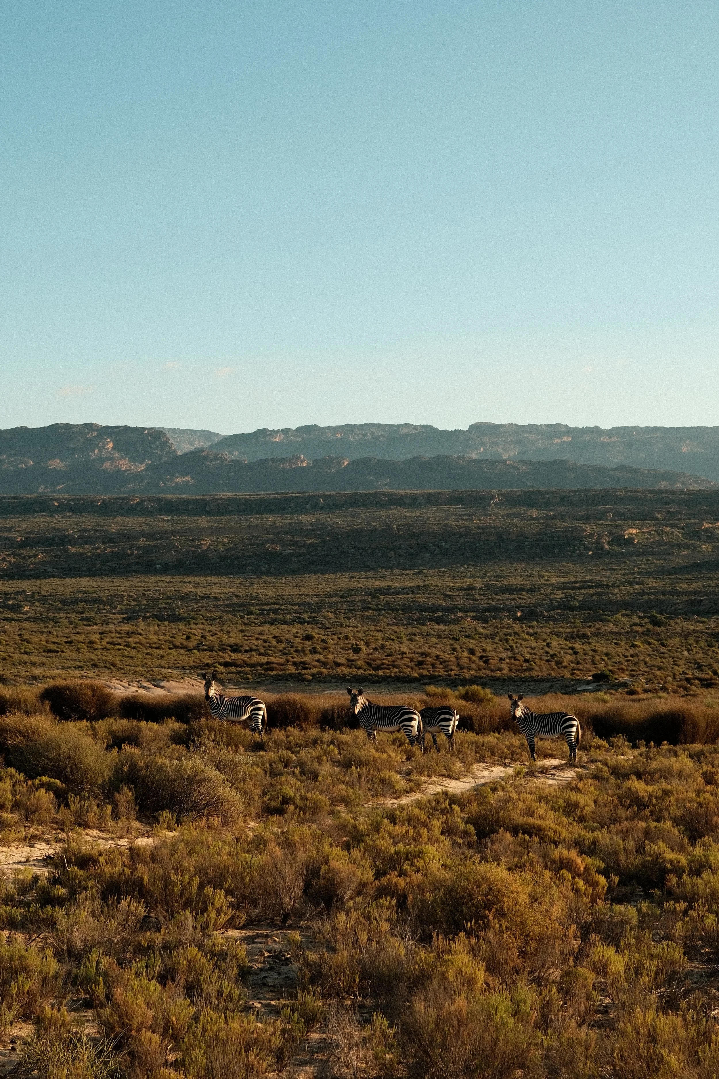 Luxury Game Drive | South Africa