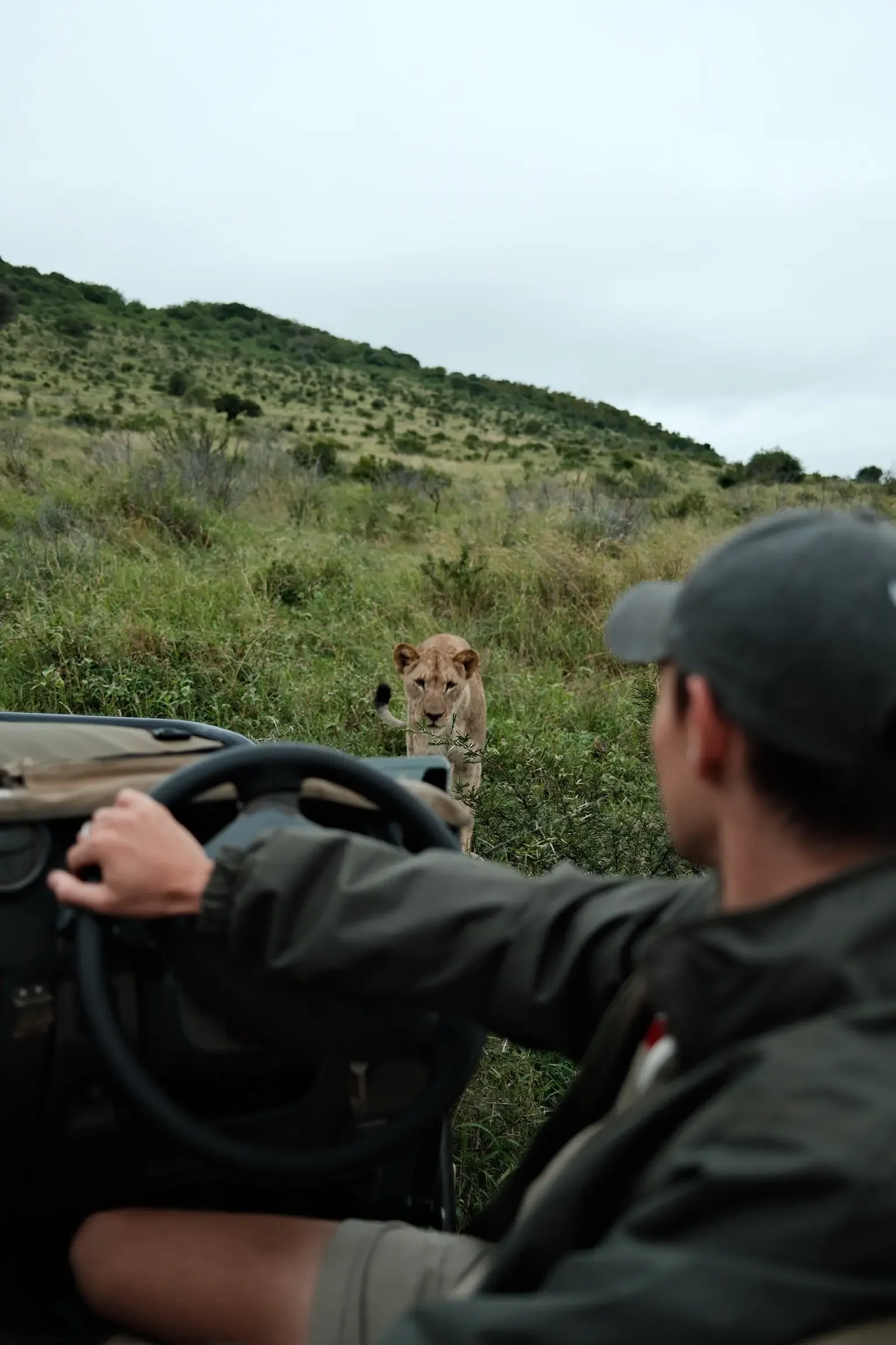 andBeyond Phinda Game Drive Lioness | South Africa | Matt and Wahyu Travel.webp