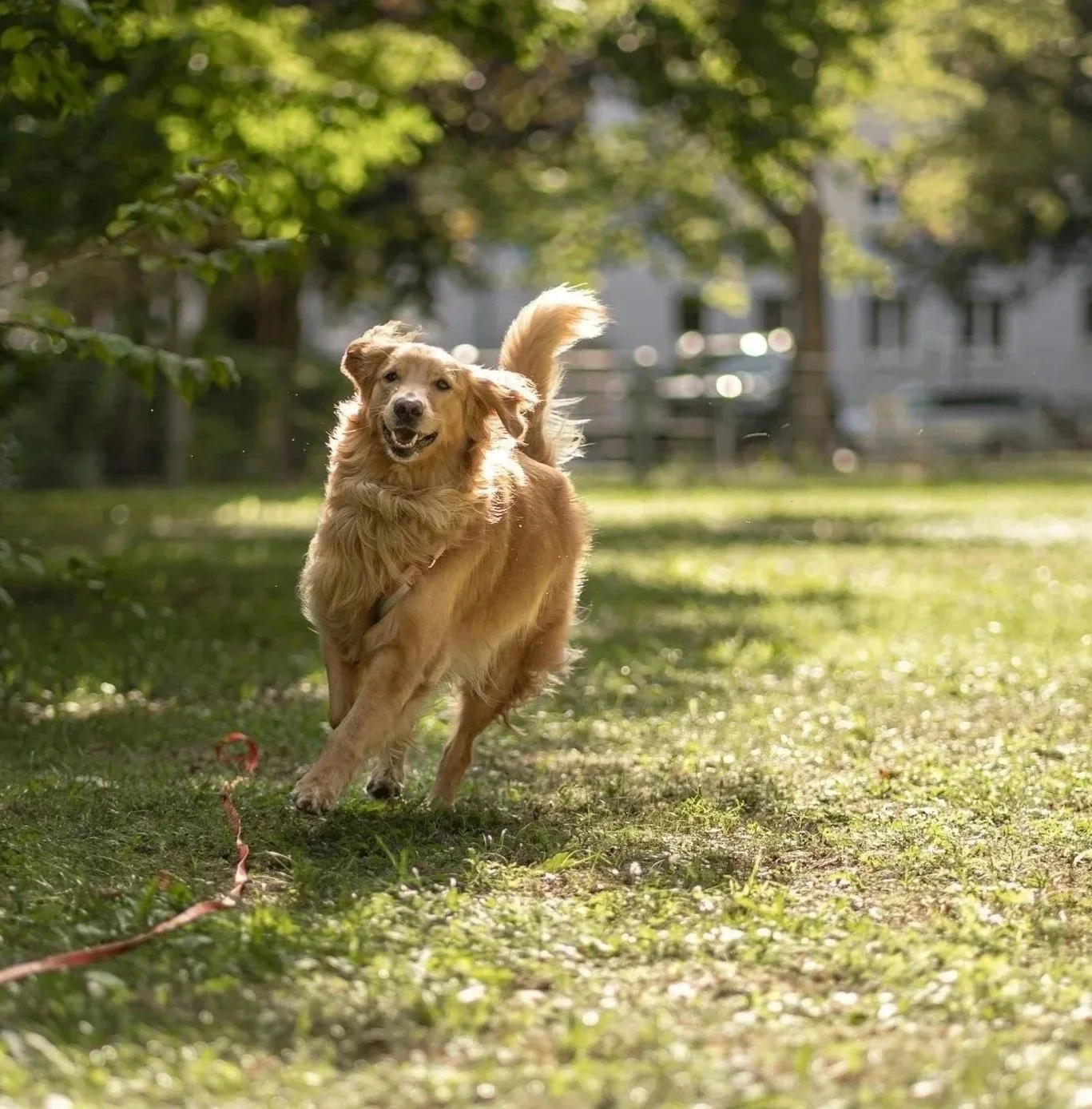 Golden retriever dog running and playing outdoors on a grassy field with trees and buildings in the background.
