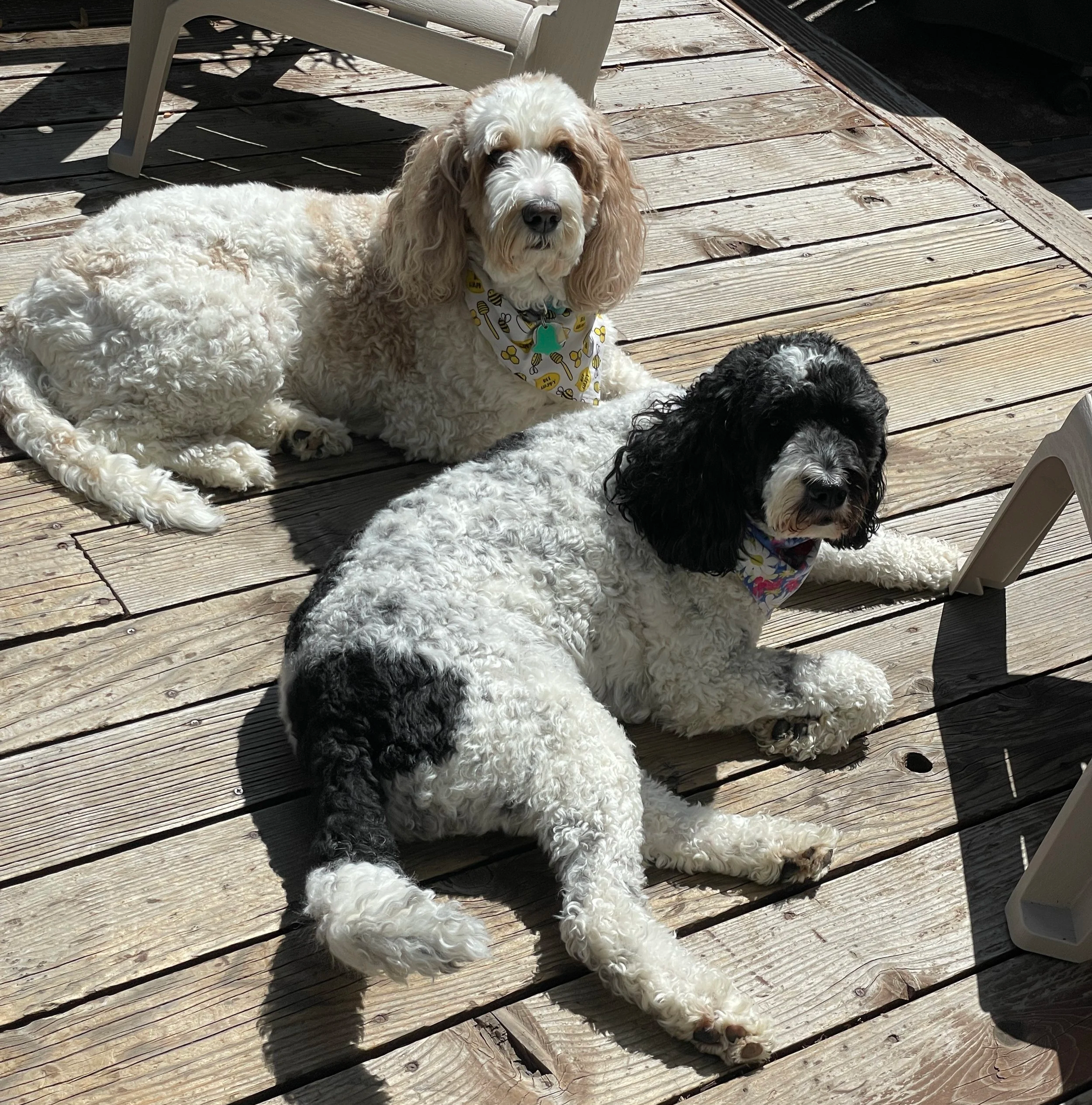 Two dogs lying on a wooden deck in sunlight, one with light curly fur and the other with black and white curly fur, both wearing colorful bandanas.