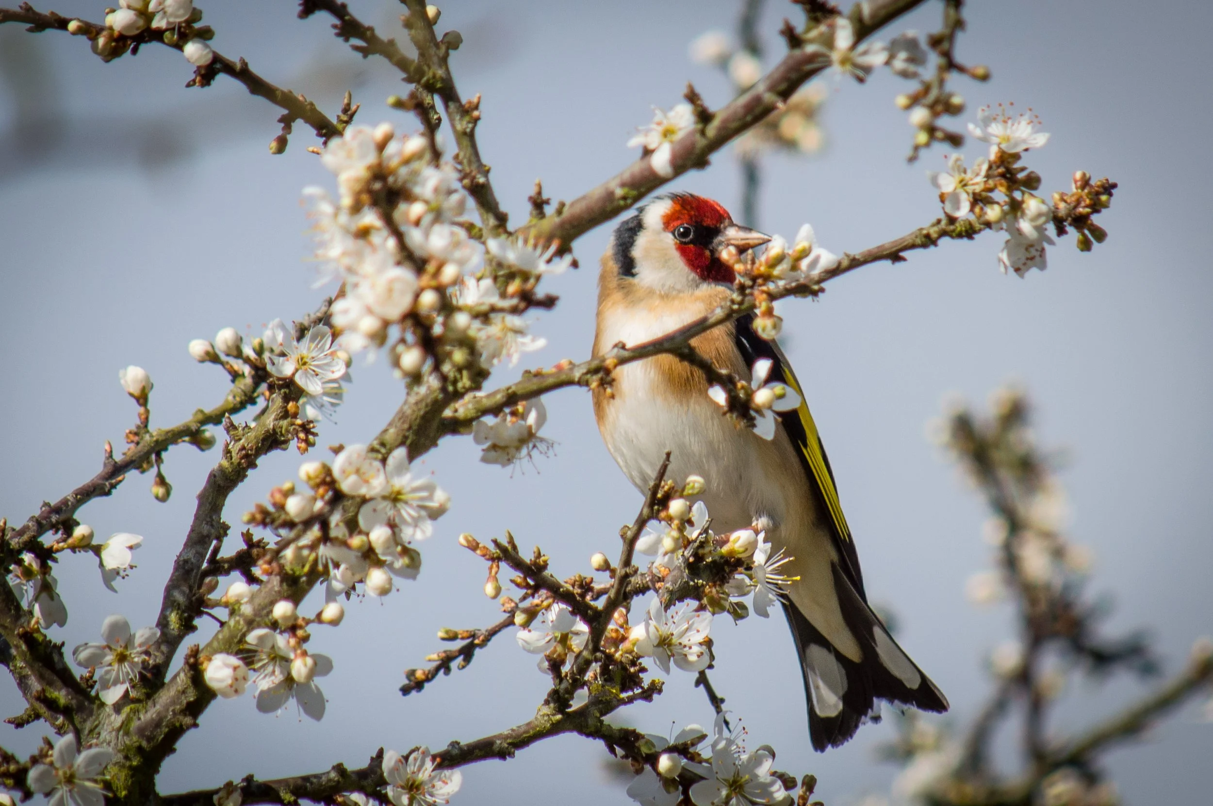 A bird perched on a branch of a flowering tree with white blossoms.